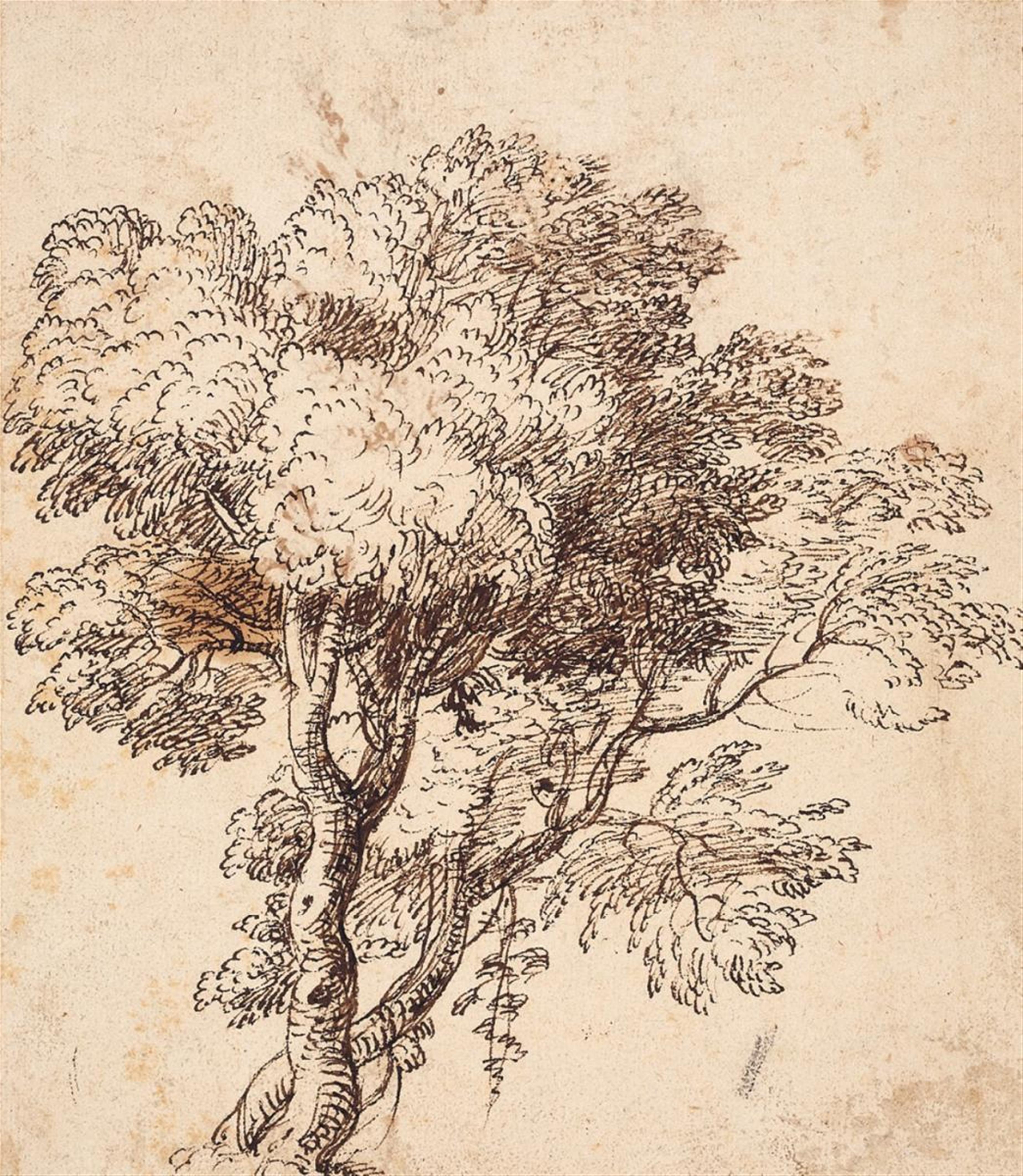 Claude Gellée, called Lorrain, in the manner of - TREE STUDY - image-1