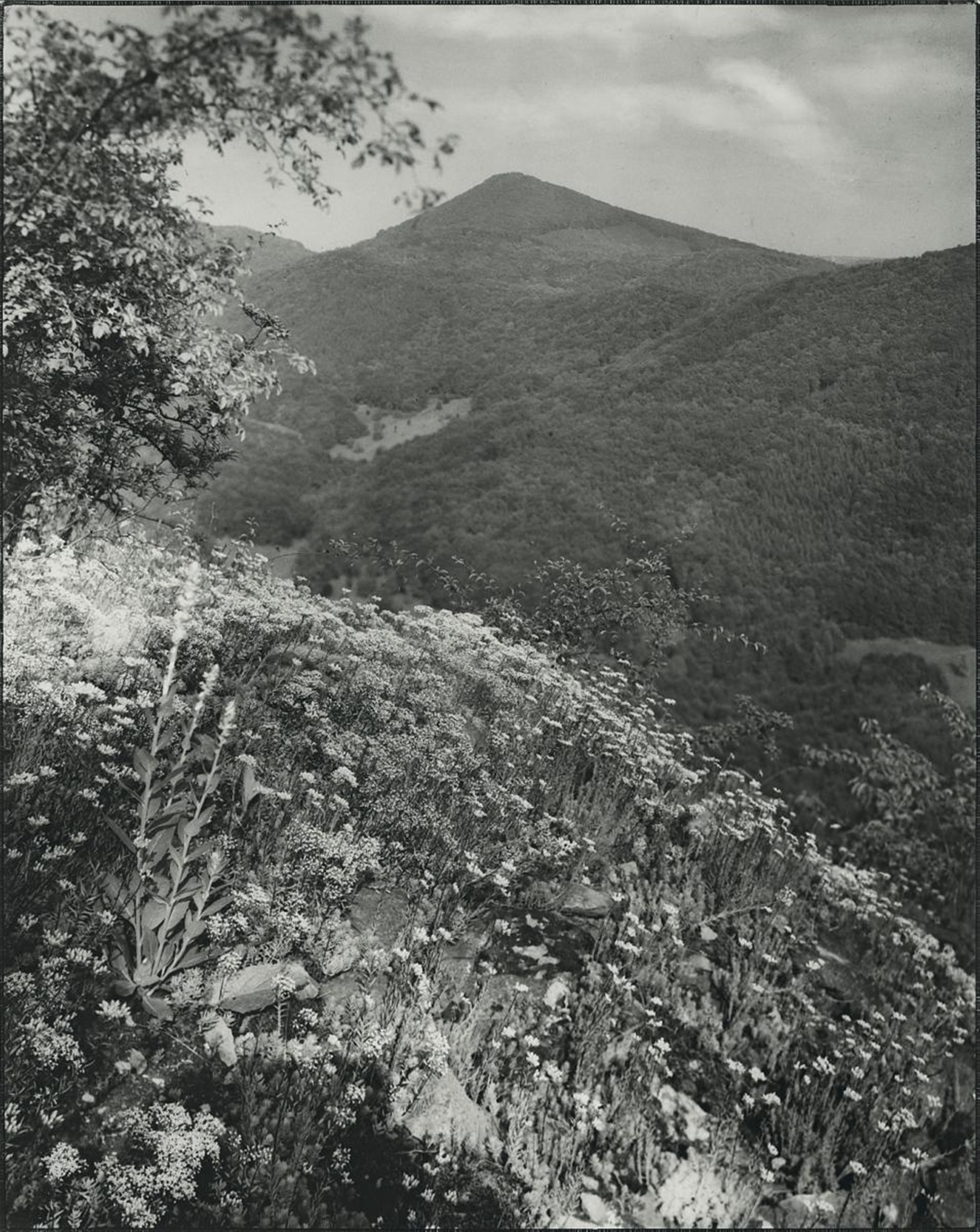 August Sander - Mauerpfeffer, sedum acre (Stonecrop, sedum acre) - image-1
