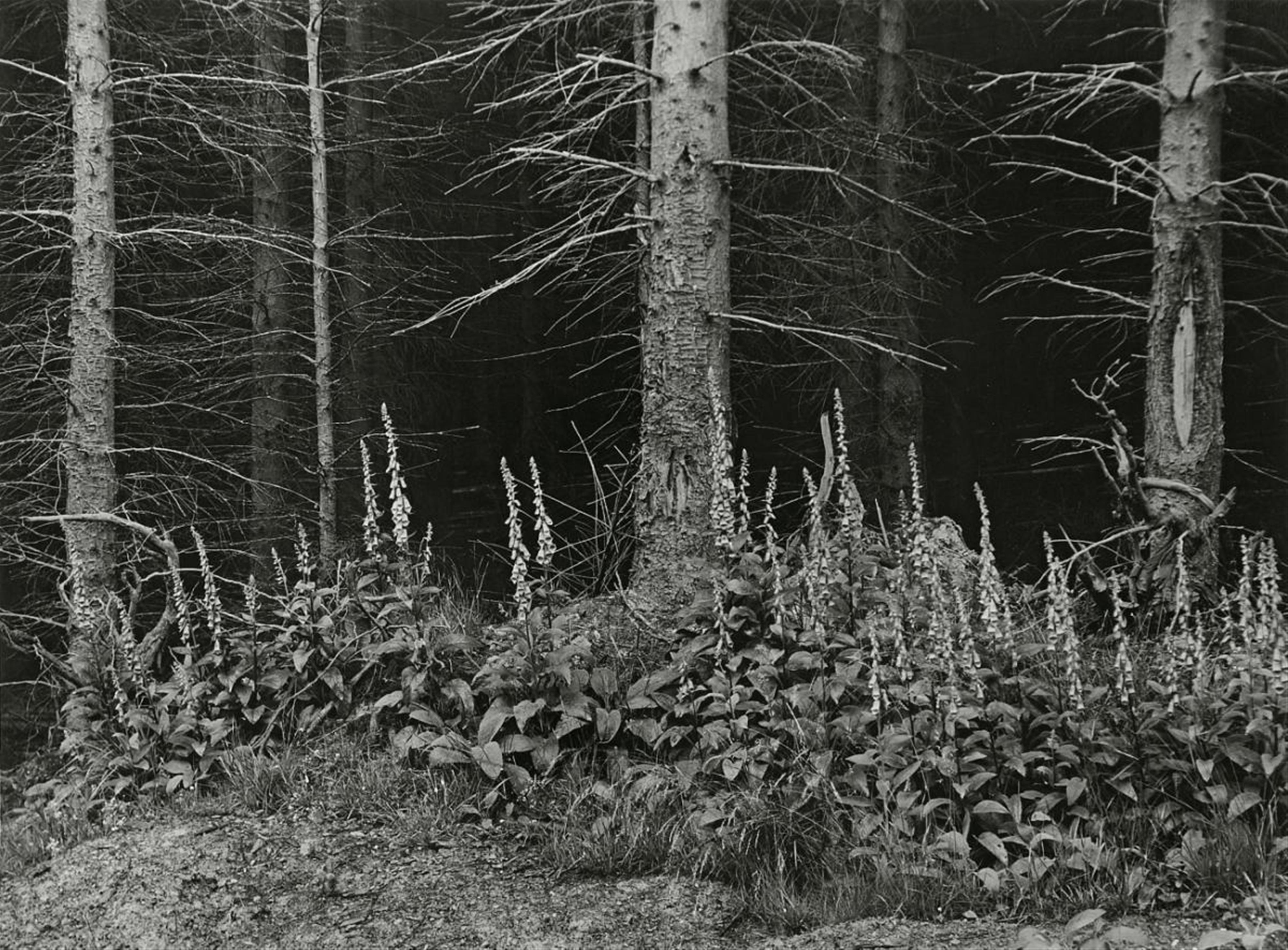 Albert Renger-Patzsch - Fingerhut am Waldrand (Foxglove at the edge of the woods) - image-1