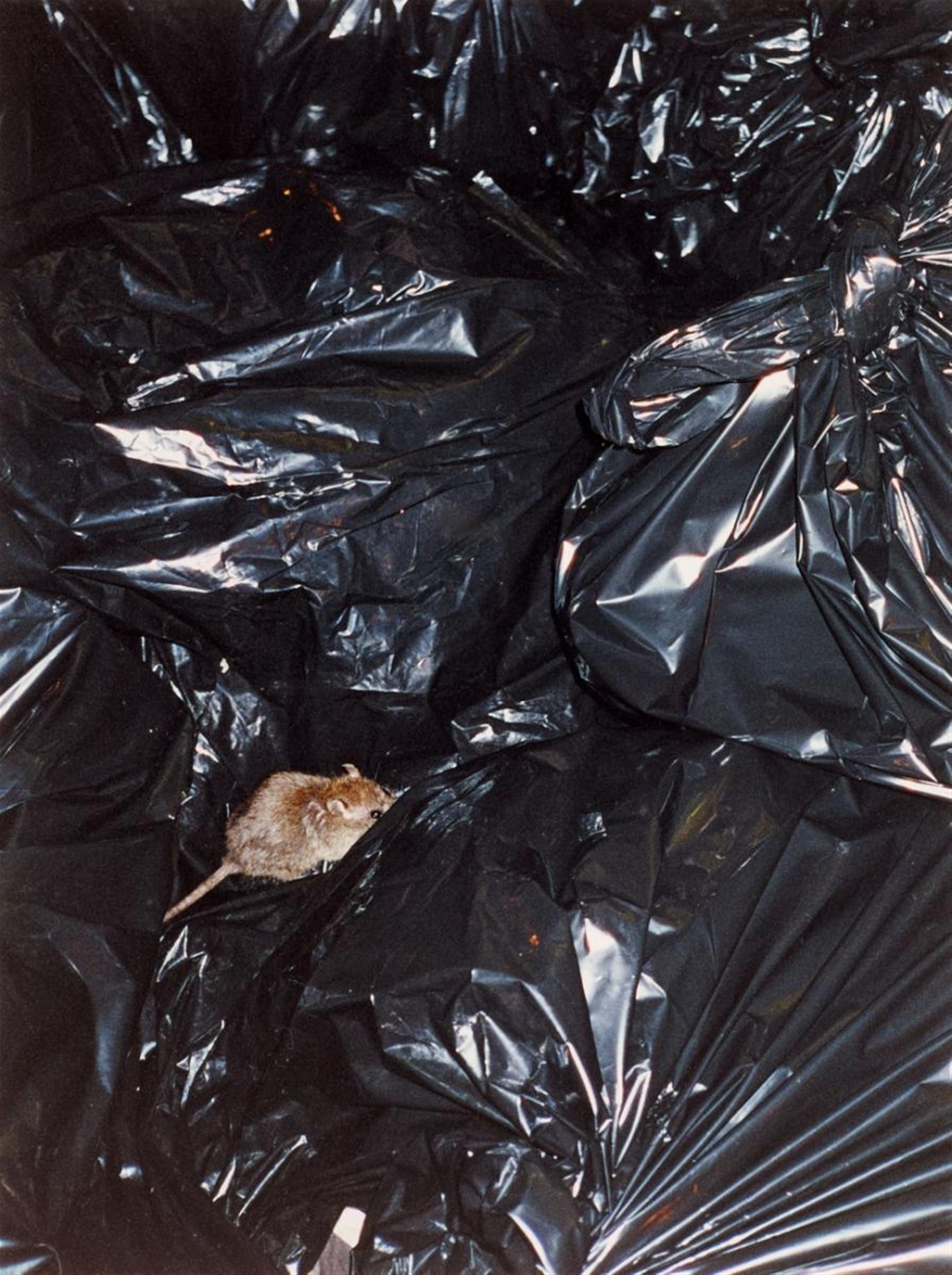 Wolfgang Tillmans - Rat on trash bag - image-1