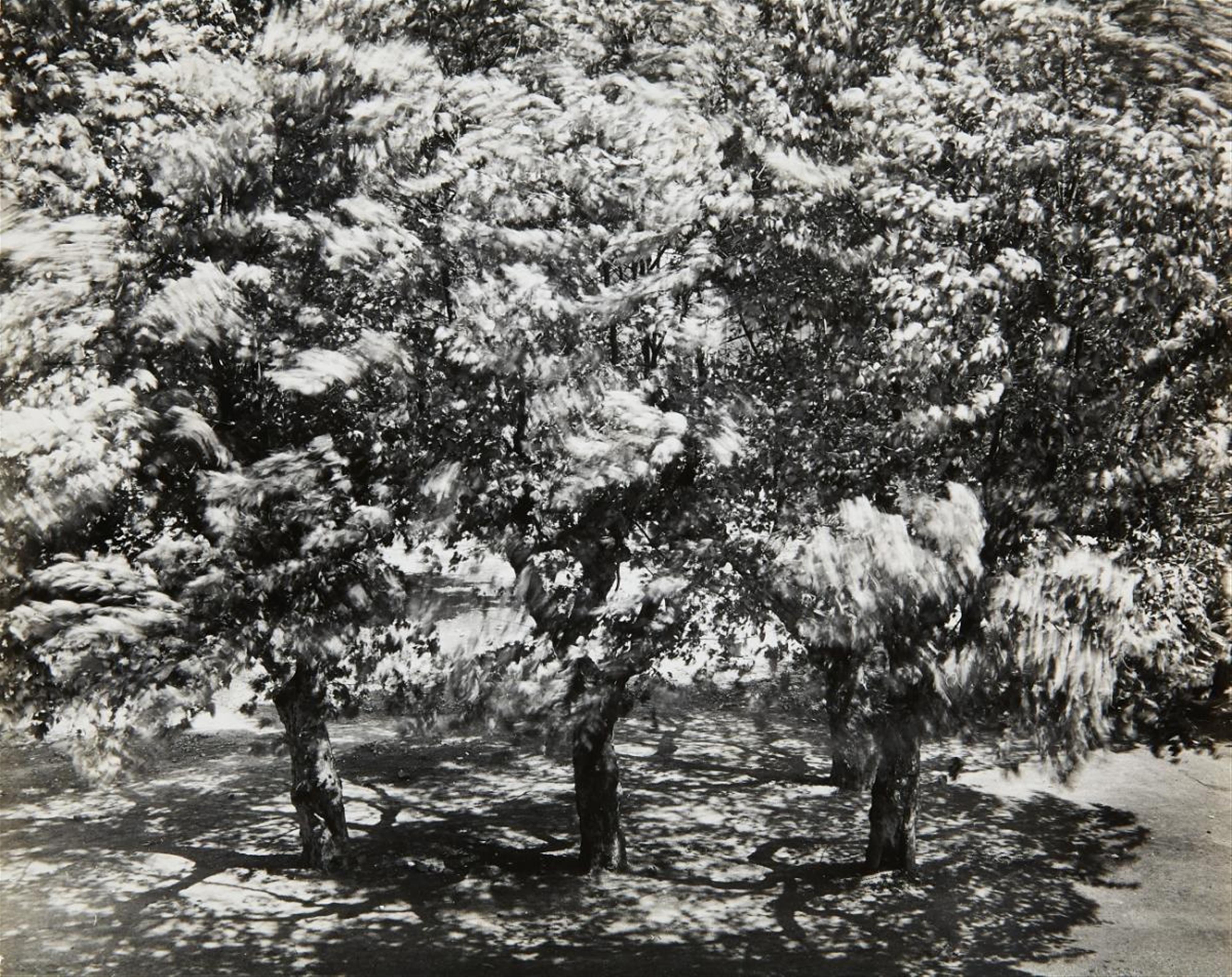Otto Steinert - Die Bäume vor meinem Fenster 2 (The trees in front of my window 2) - image-1
