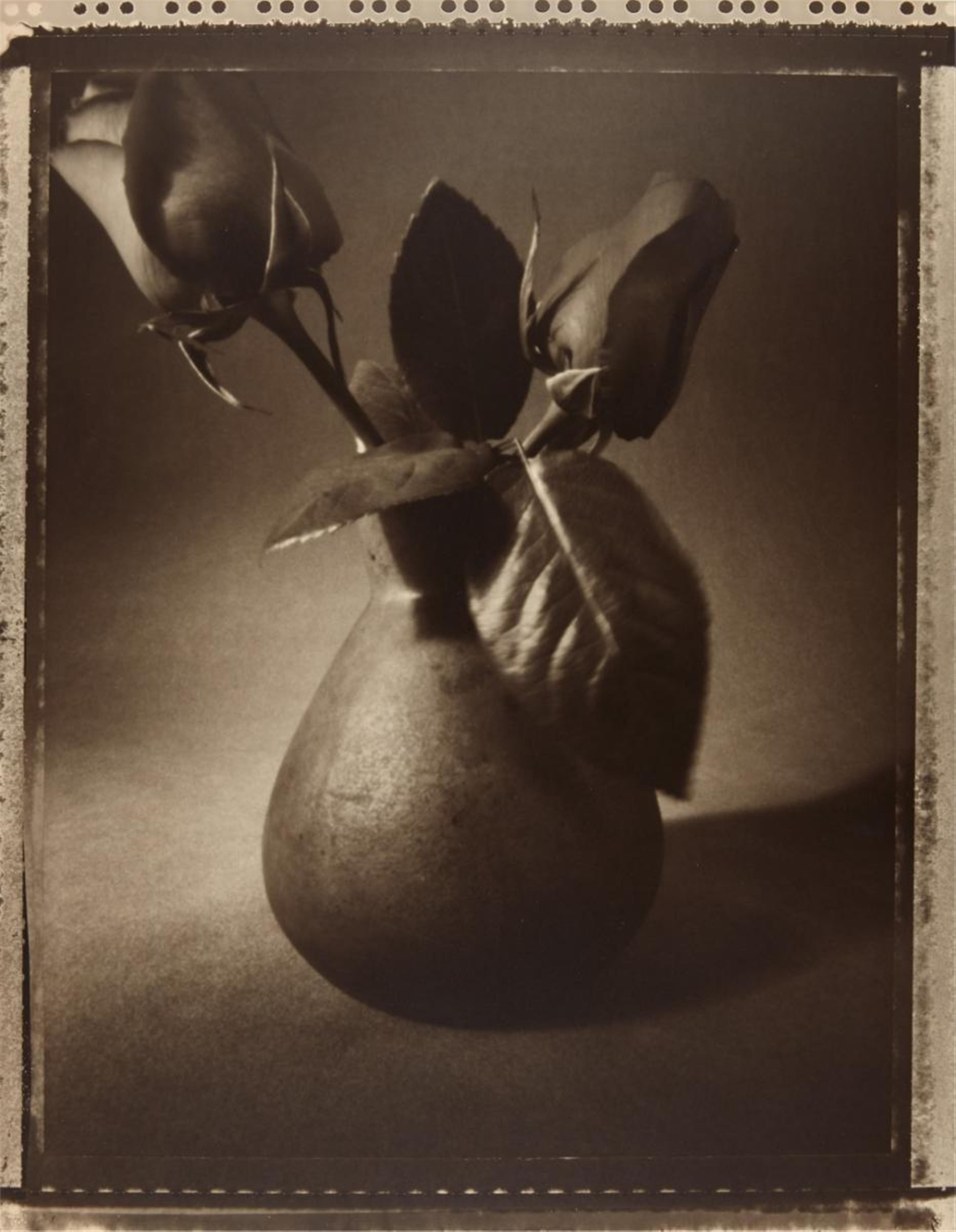 Tom Baril - Roses - image-1