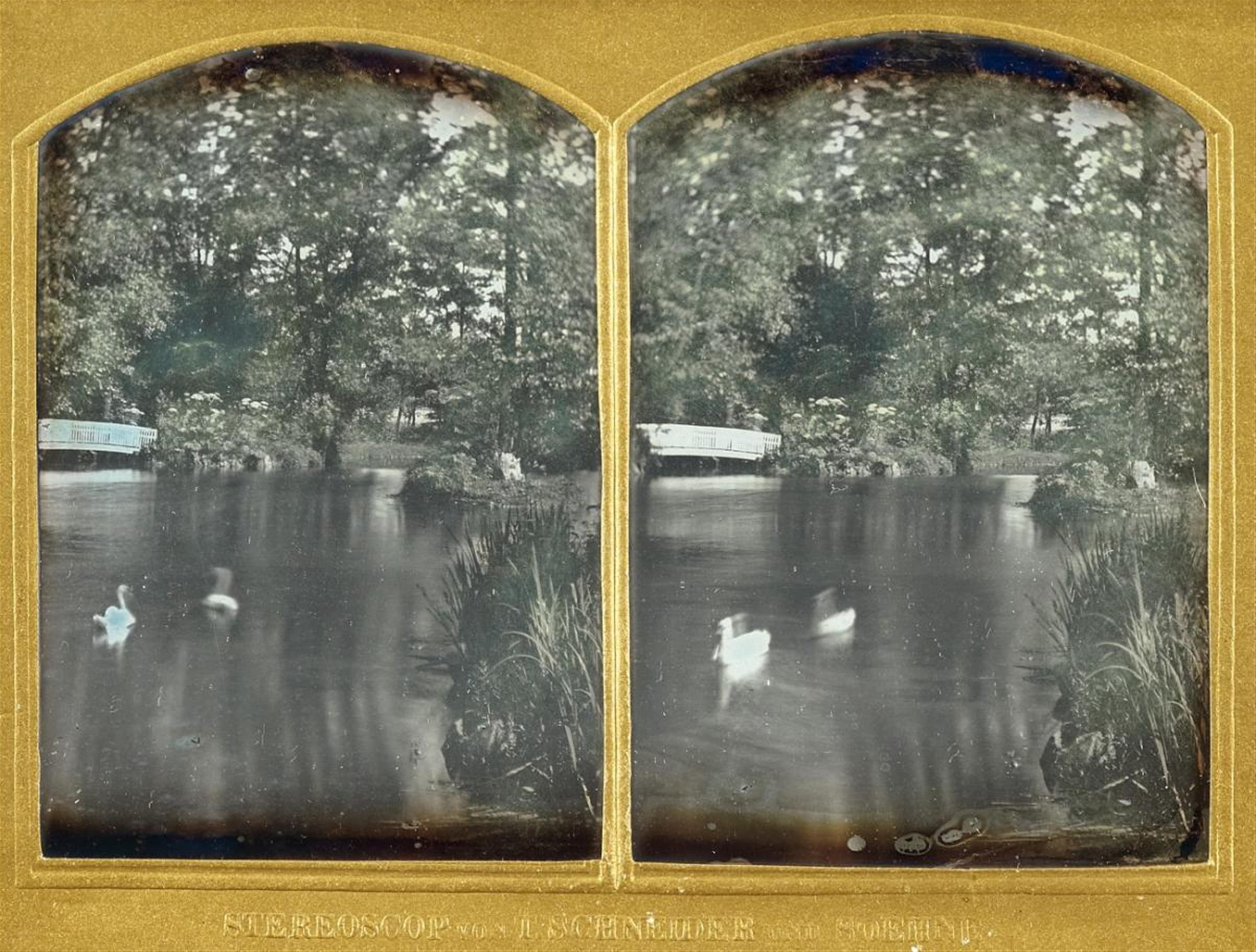 Wilhelm Schneider - Schwäne auf einem Teich (Swans on a Lake) - image-1