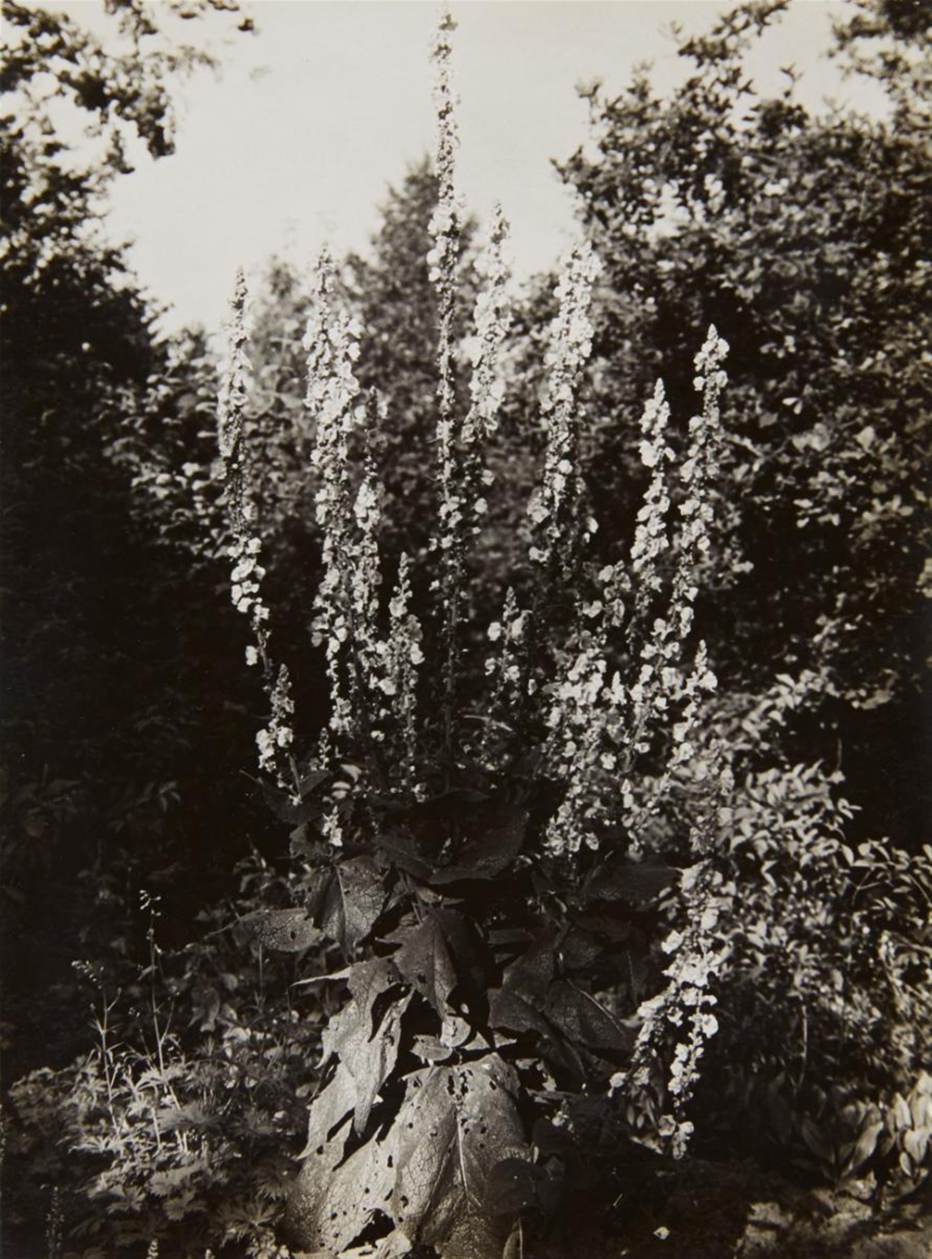 Albert Renger-Patzsch - Blütenstand einer Königskerze - image-1