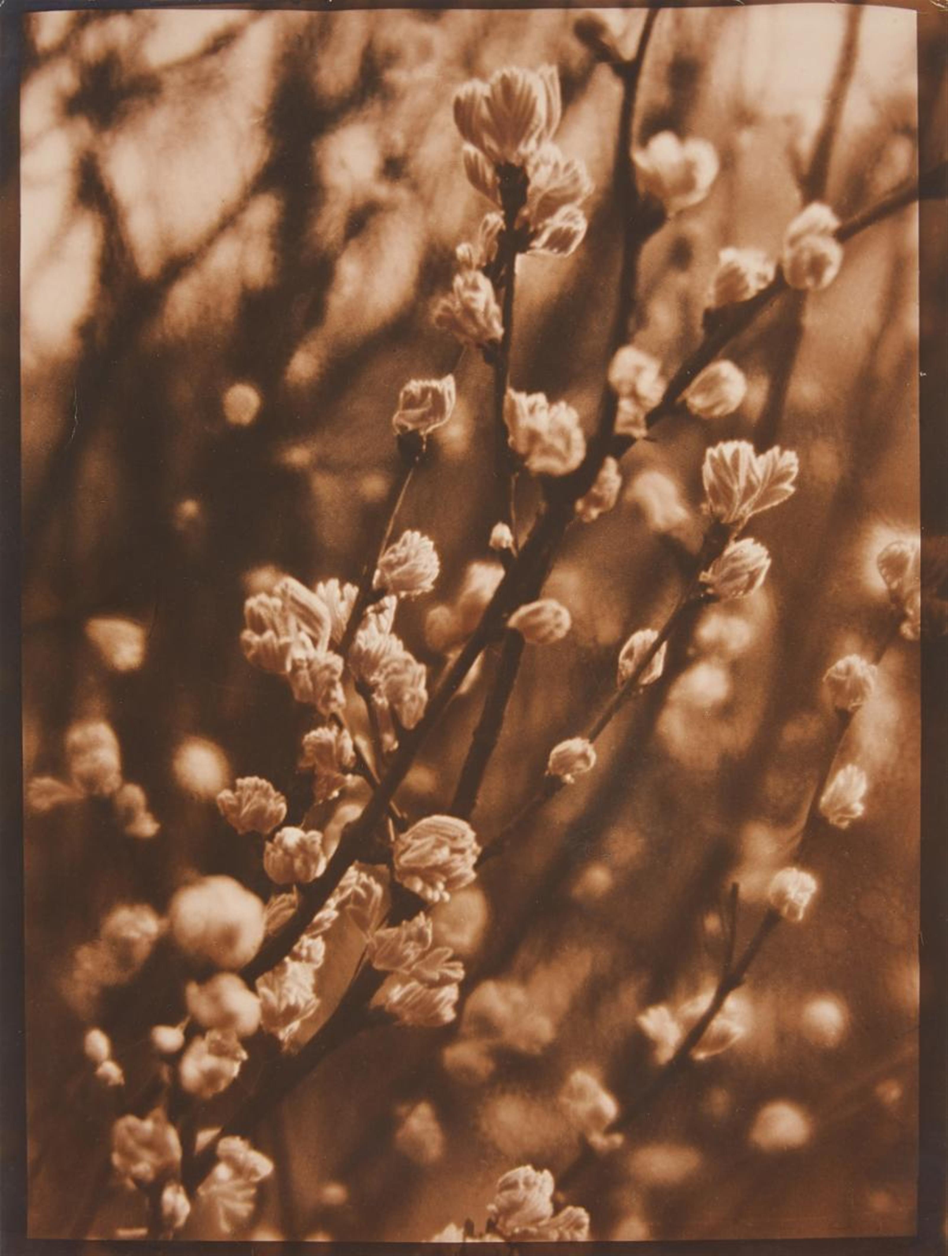 Josef Breitenbach - Untitled (Spring Twigs) - image-1