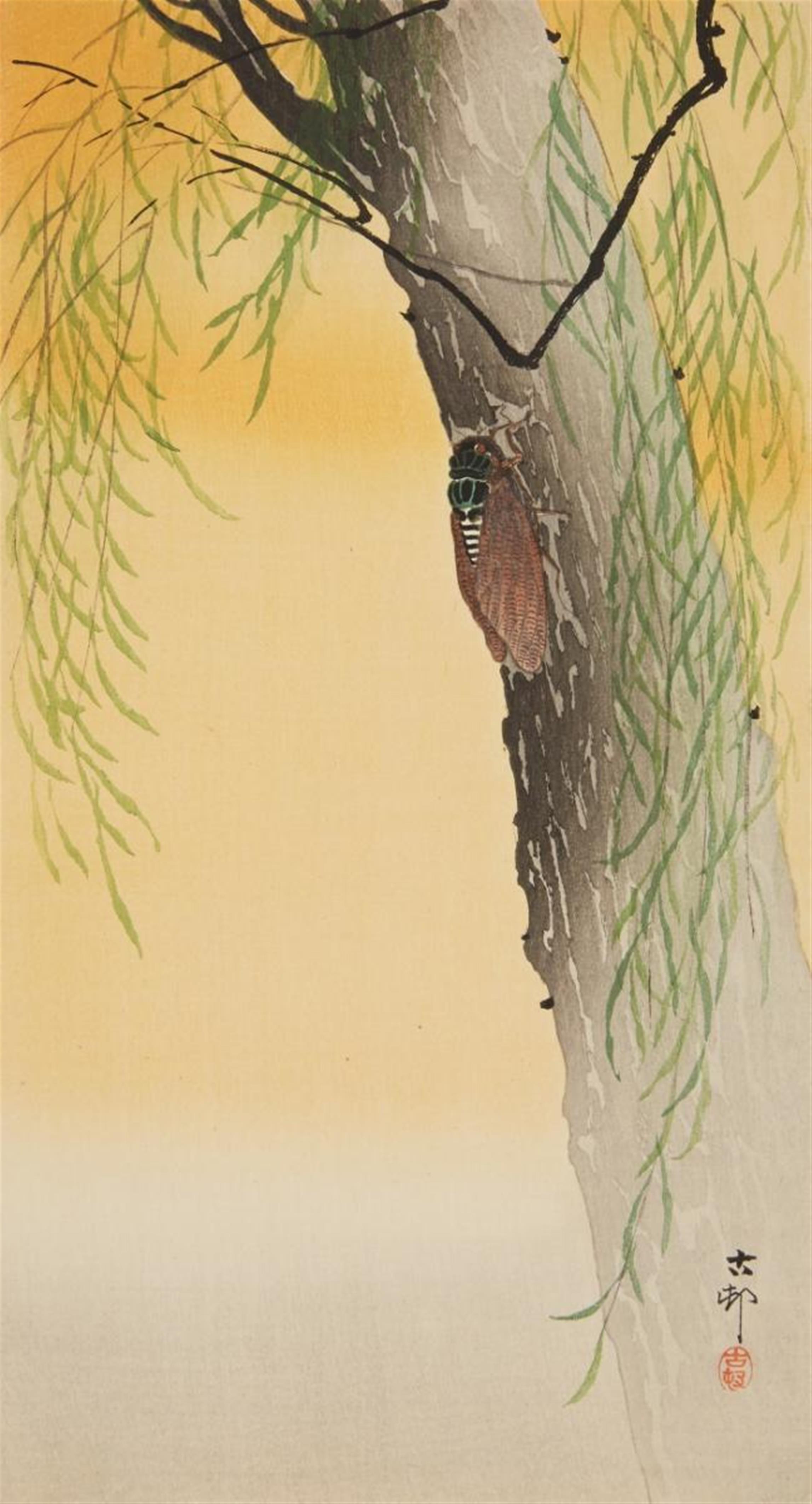 Ohara Shoson - Otanzaku. Cicada on the trunk of a willow. Signed: Koson. Seal: Koson. Originally published by Daikokuya. - image-1