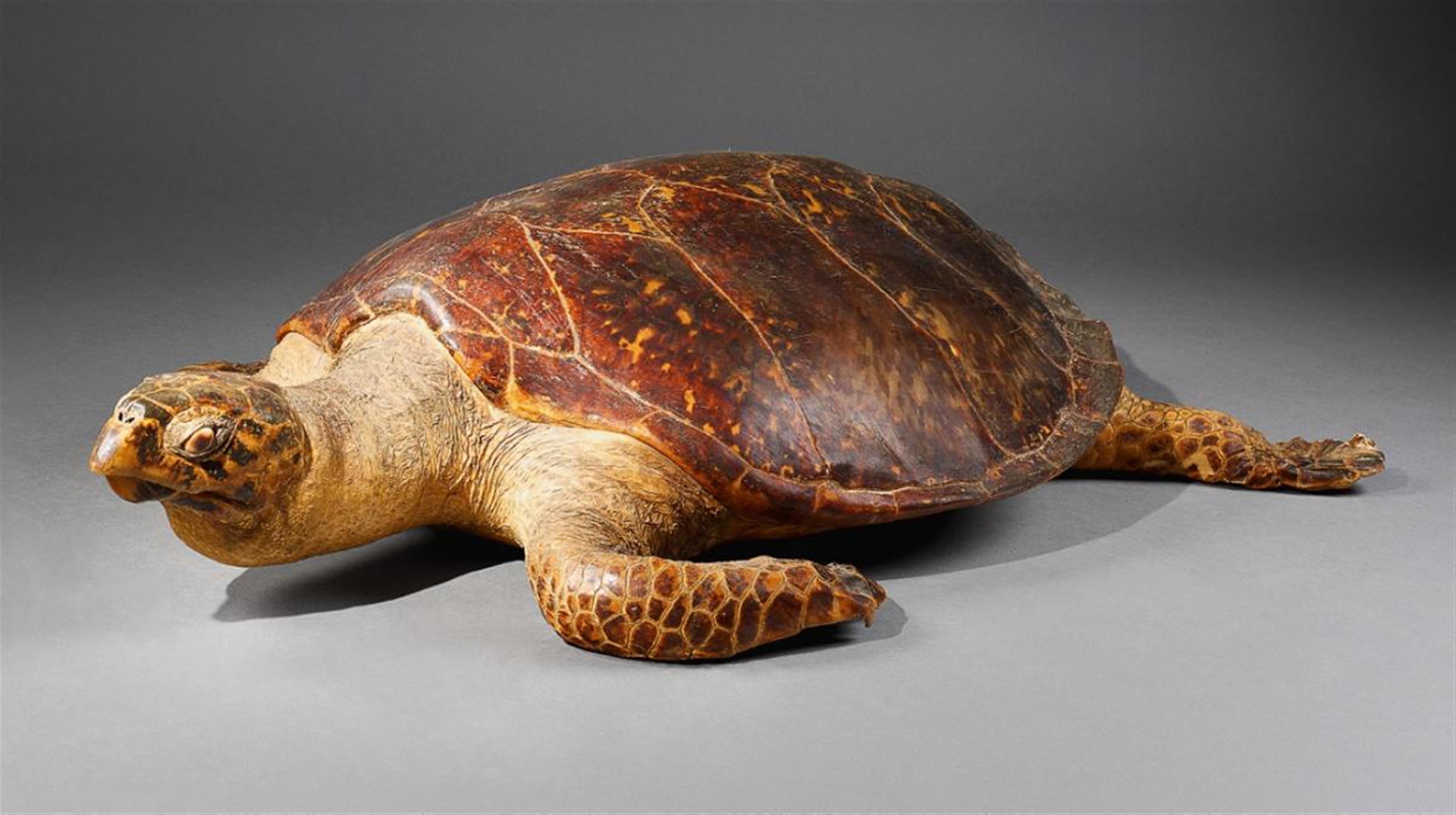 A taxidermy turtle. - image-1