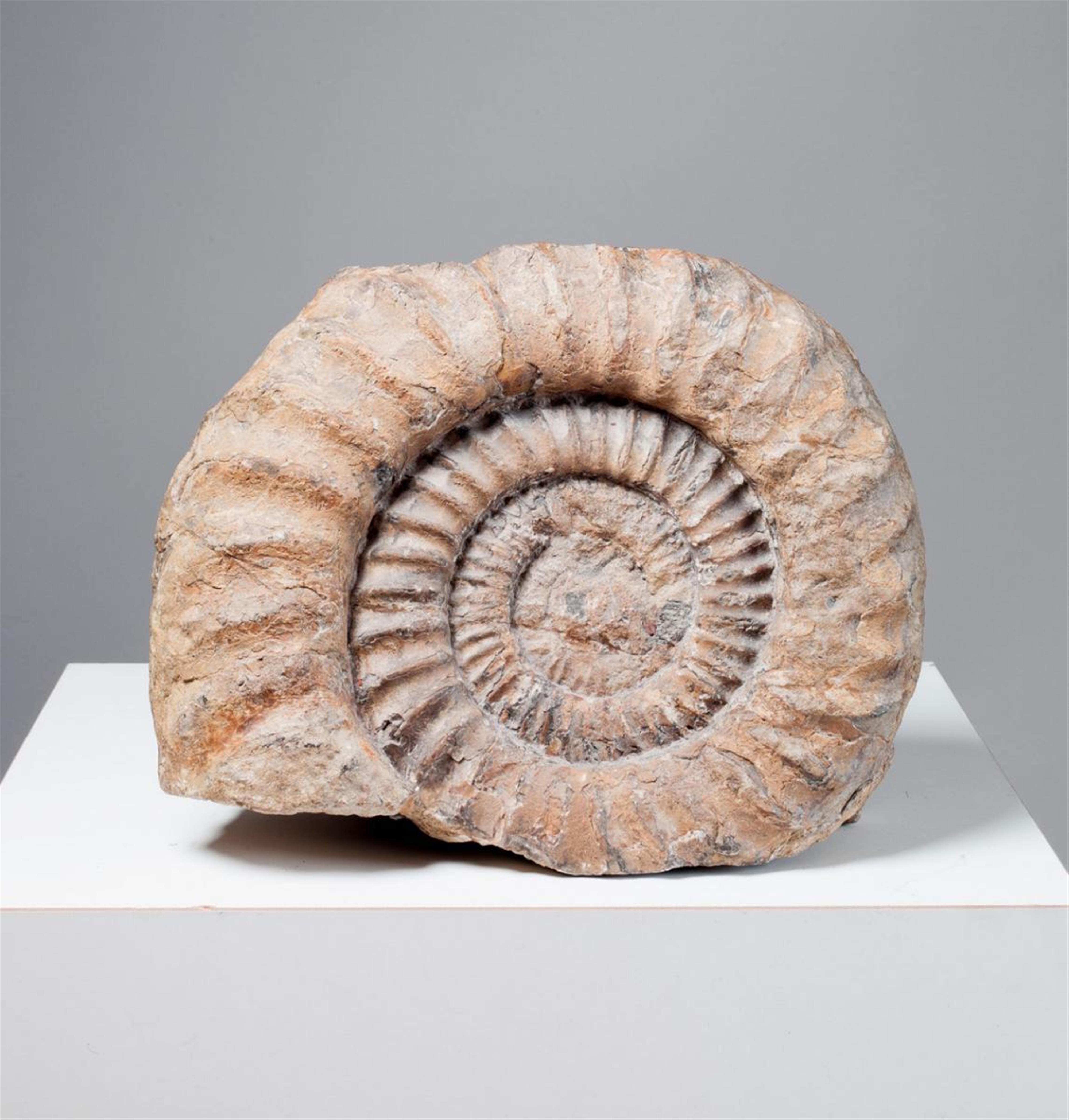 Ammonit in Muttergestein - image-2
