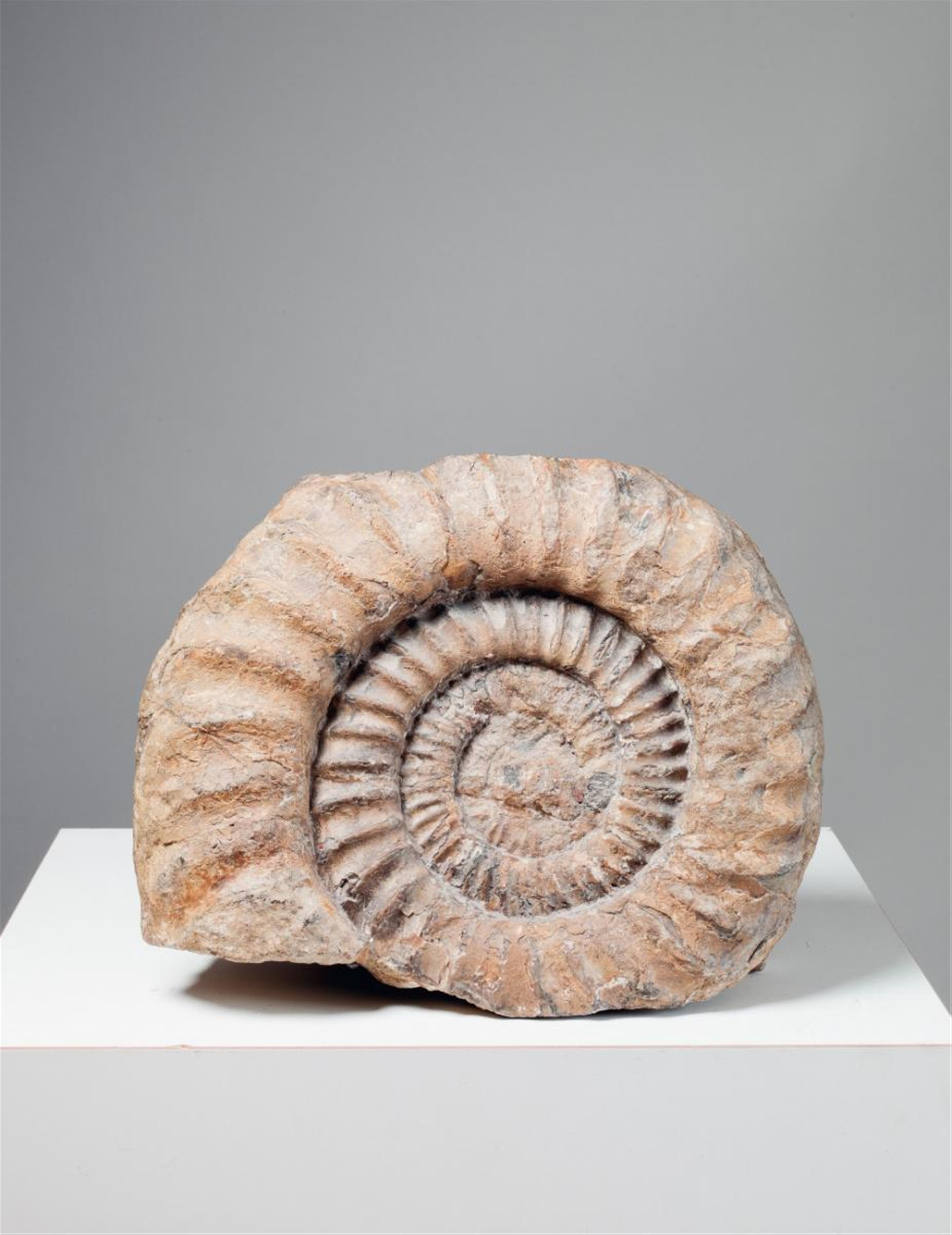 An ammonite with matrix. - image-1