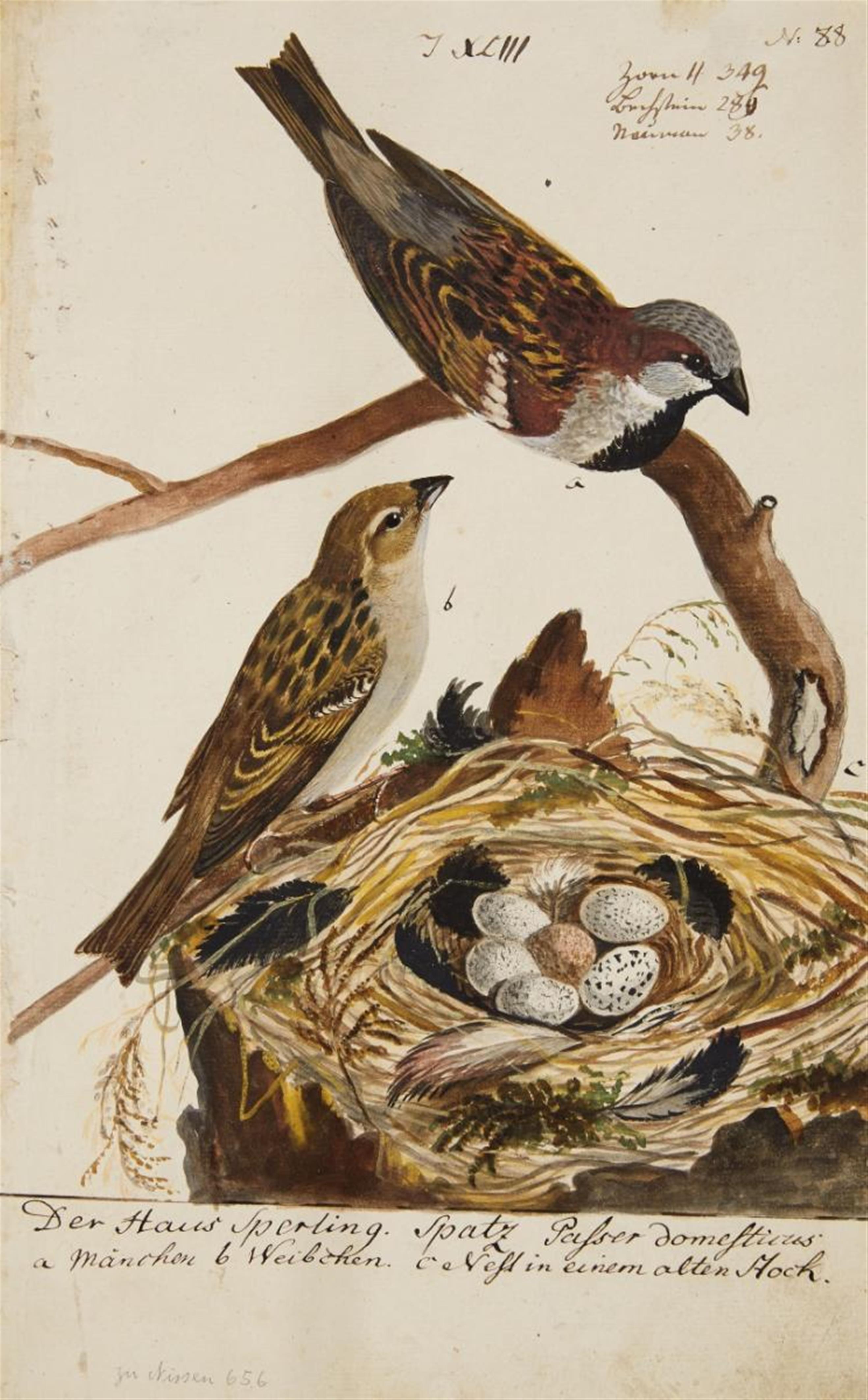 Johann Müller - Five pairs of Birds with their Nests - image-3