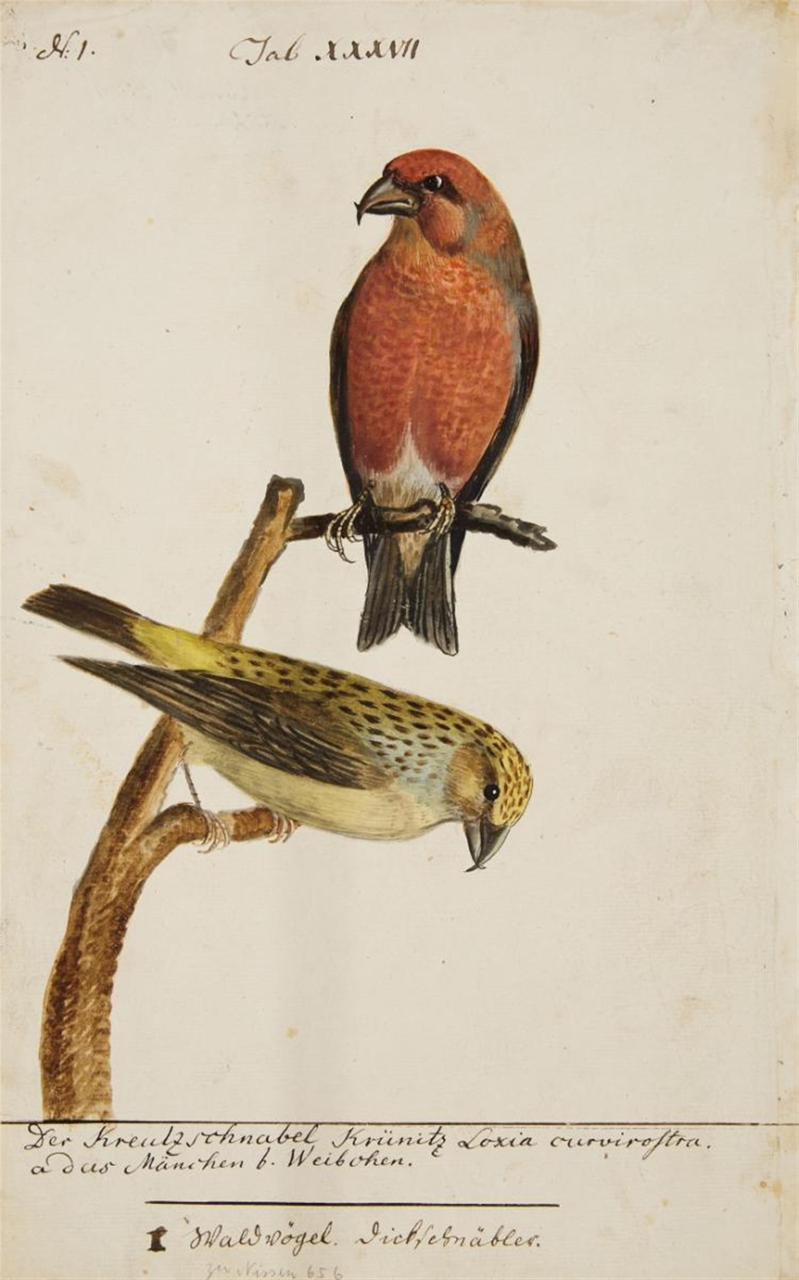 Johann Müller - Fünf Vogelpaare mit ihrem Nest - image-4
