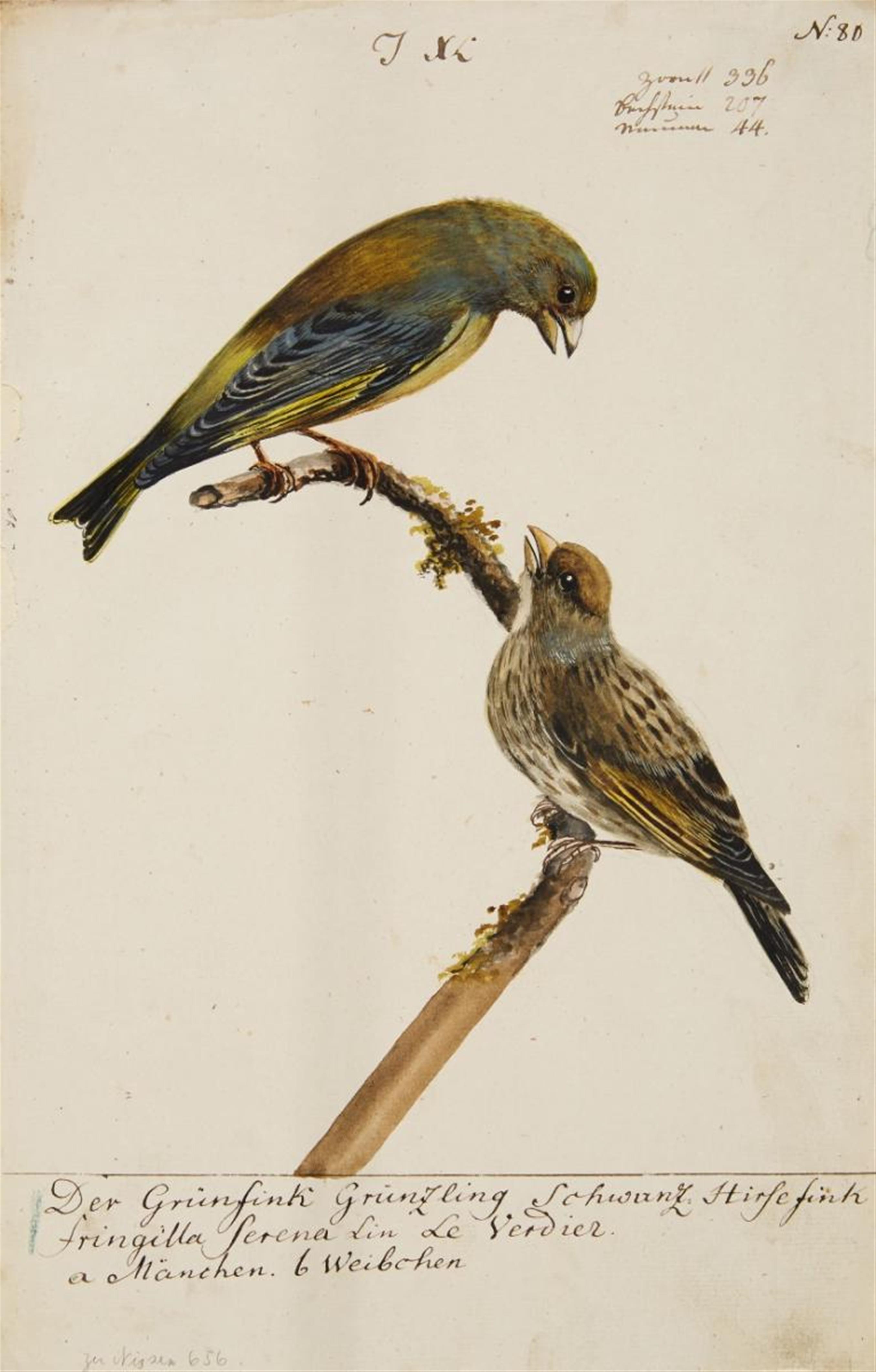 Johann Müller - Fünf Vogelpaare mit ihrem Nest - image-5