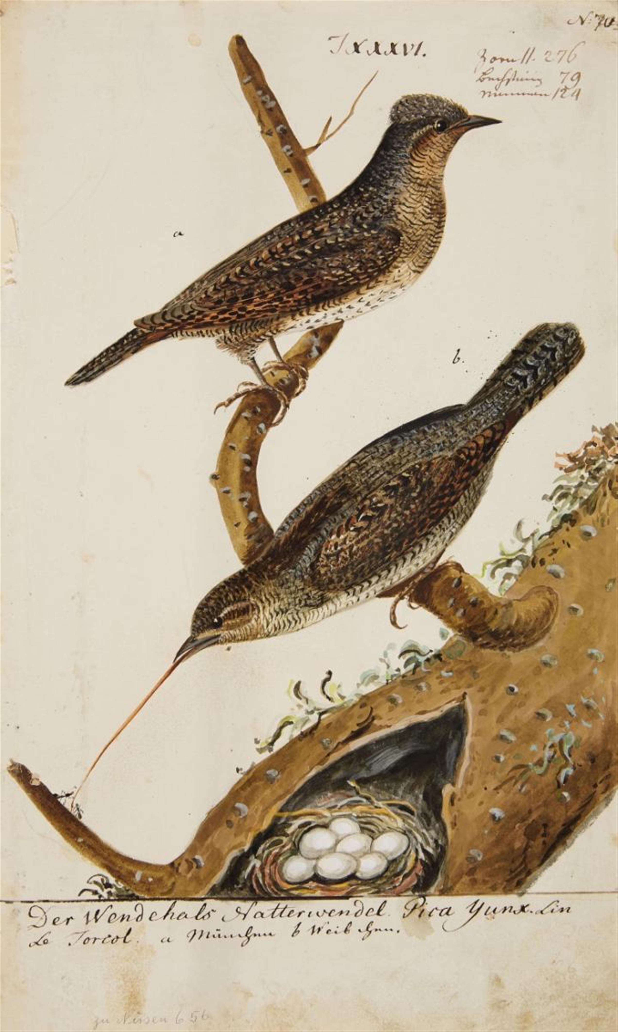 Johann Müller - Fünf Vogelpaare mit ihrem Nest - image-1