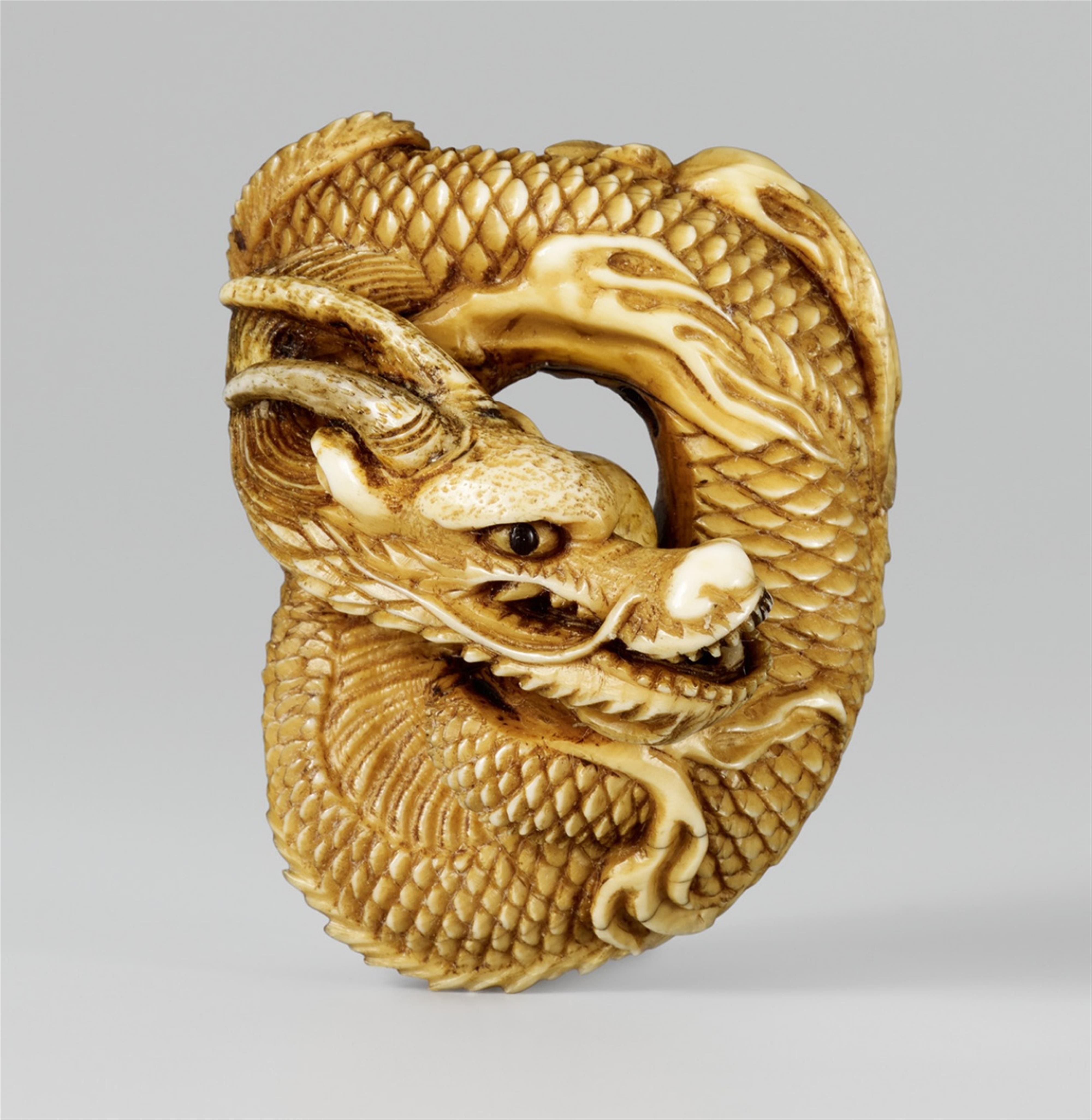 A large and impressive stained ivory netsuke of a coiled dragon. Mid-19th century - image-1