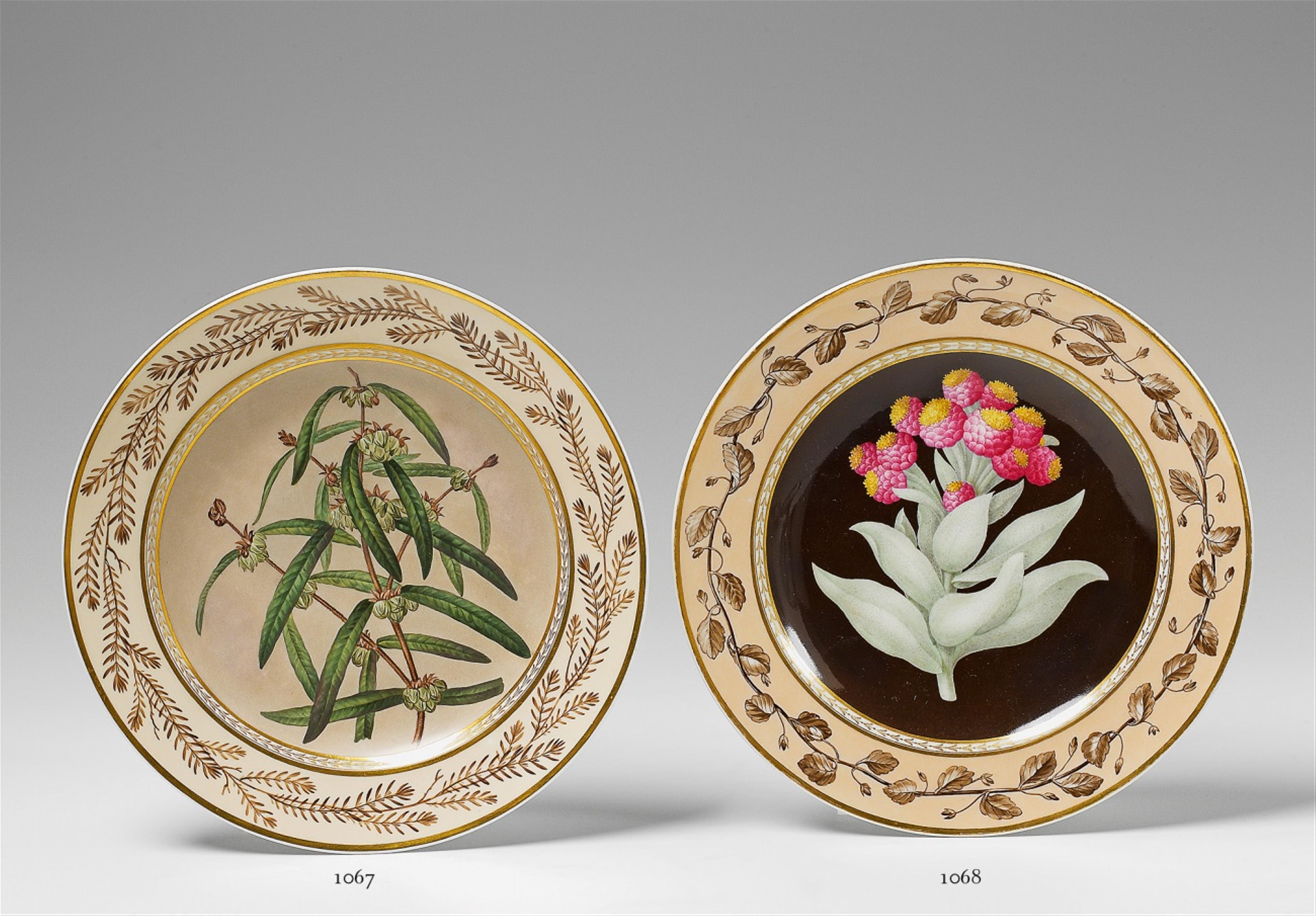 A Berlin KPM porcelain botanical plate "Gnaphalium eximium". - image-1