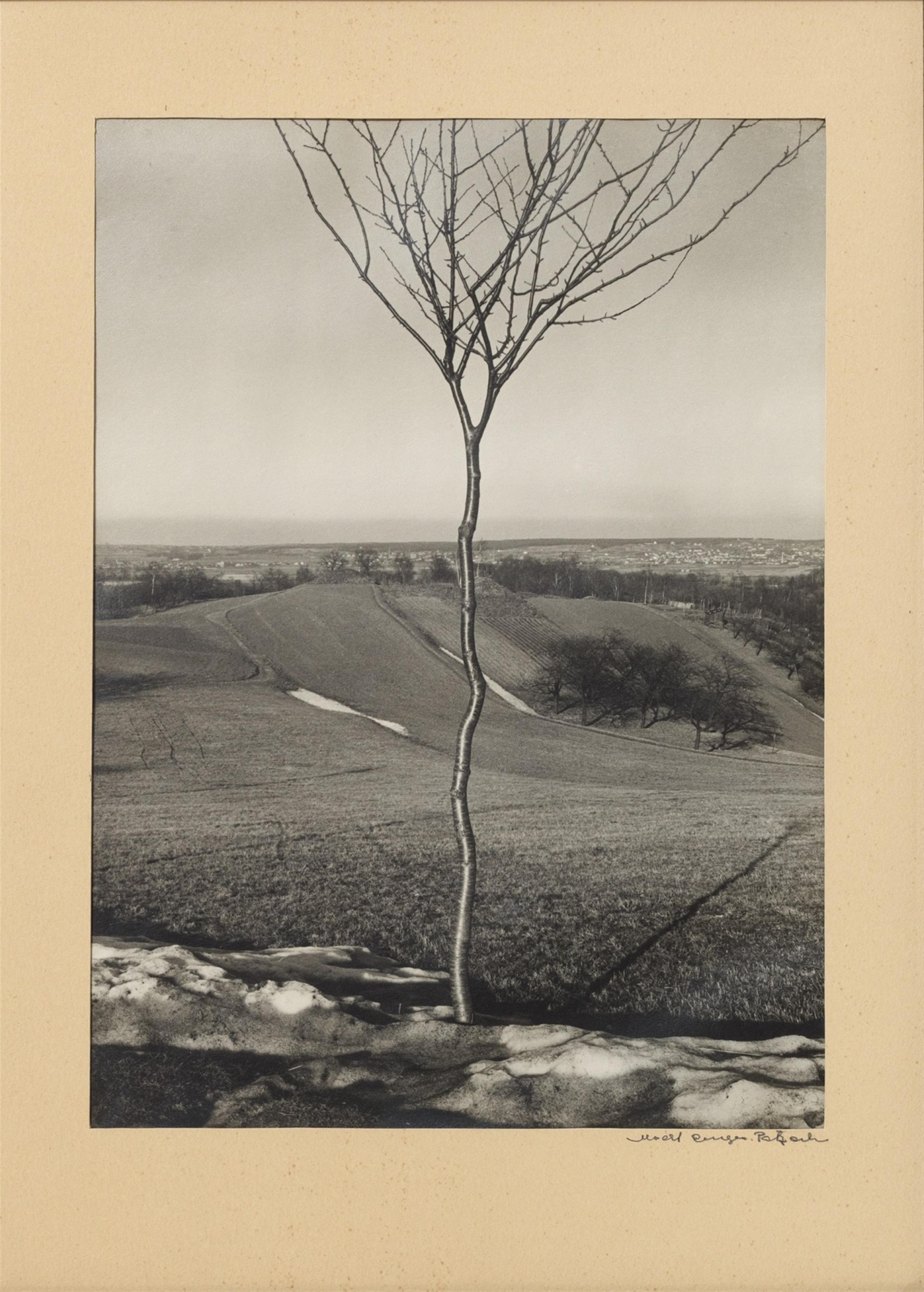 Albert Renger-Patzsch - Das Bäumchen (The Little Tree) - image-2