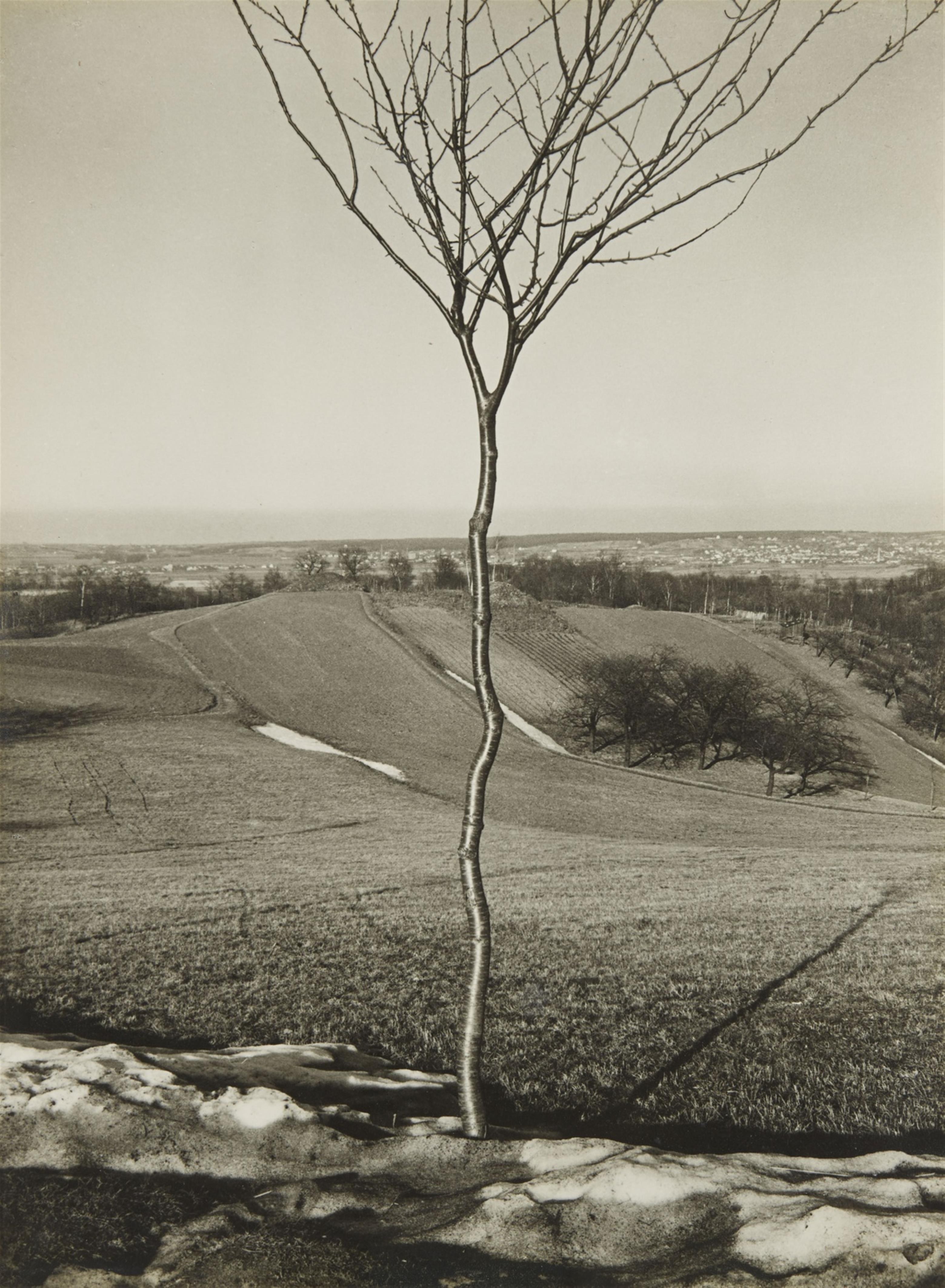 Albert Renger-Patzsch - Das Bäumchen (The Little Tree) - image-1