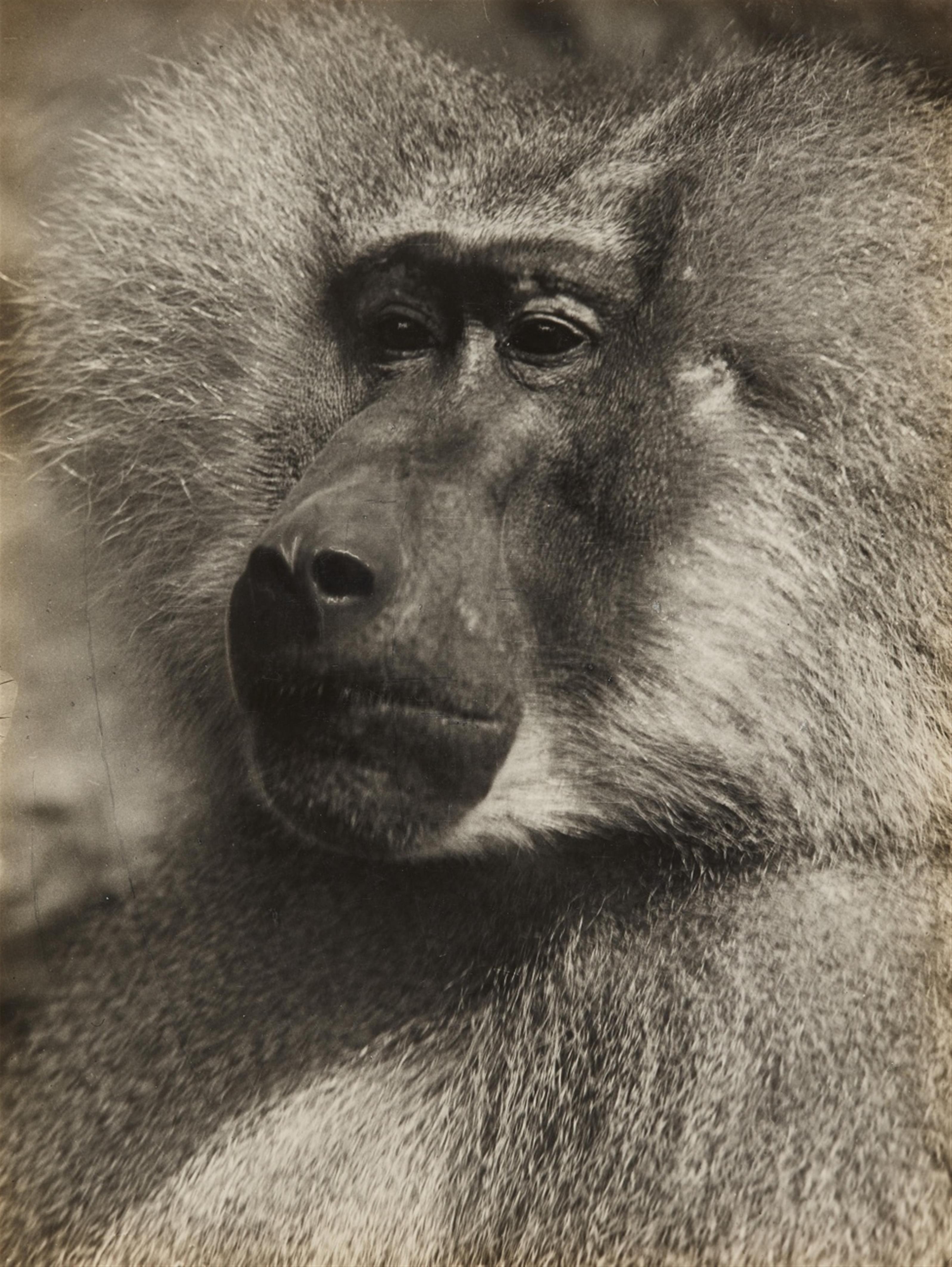 Albert Renger-Patzsch - Mantelpavian (Sacred Baboon) - image-1