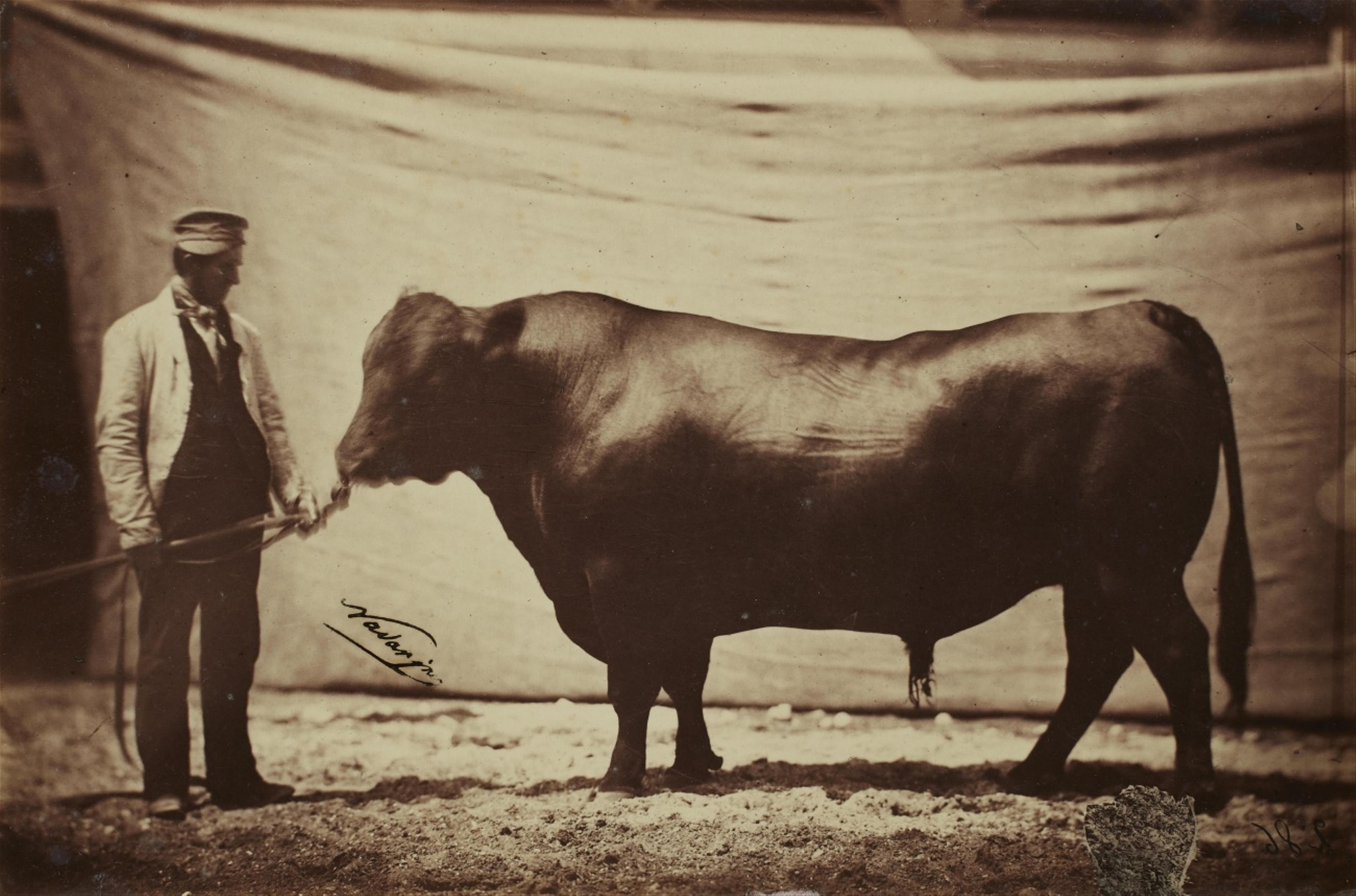 Adrien Tournachon (Nadar jeune) - Angus bull, agricultural fair - image-1