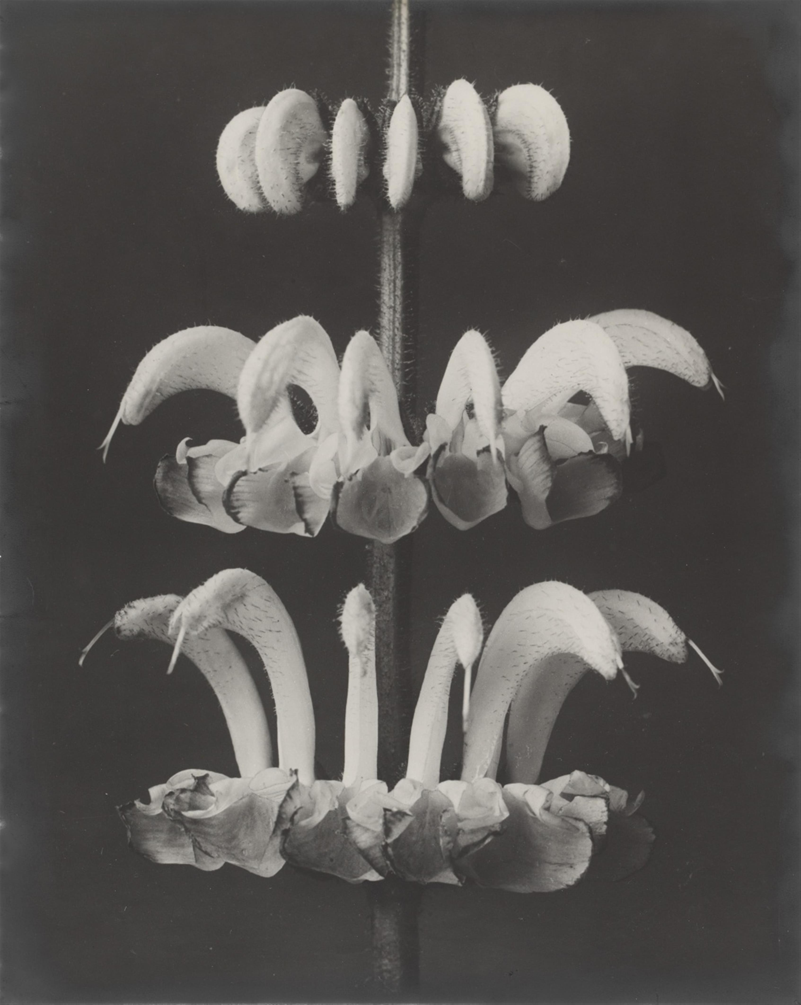 Karl Blossfeldt - Salvia argentea (Sage) - image-1