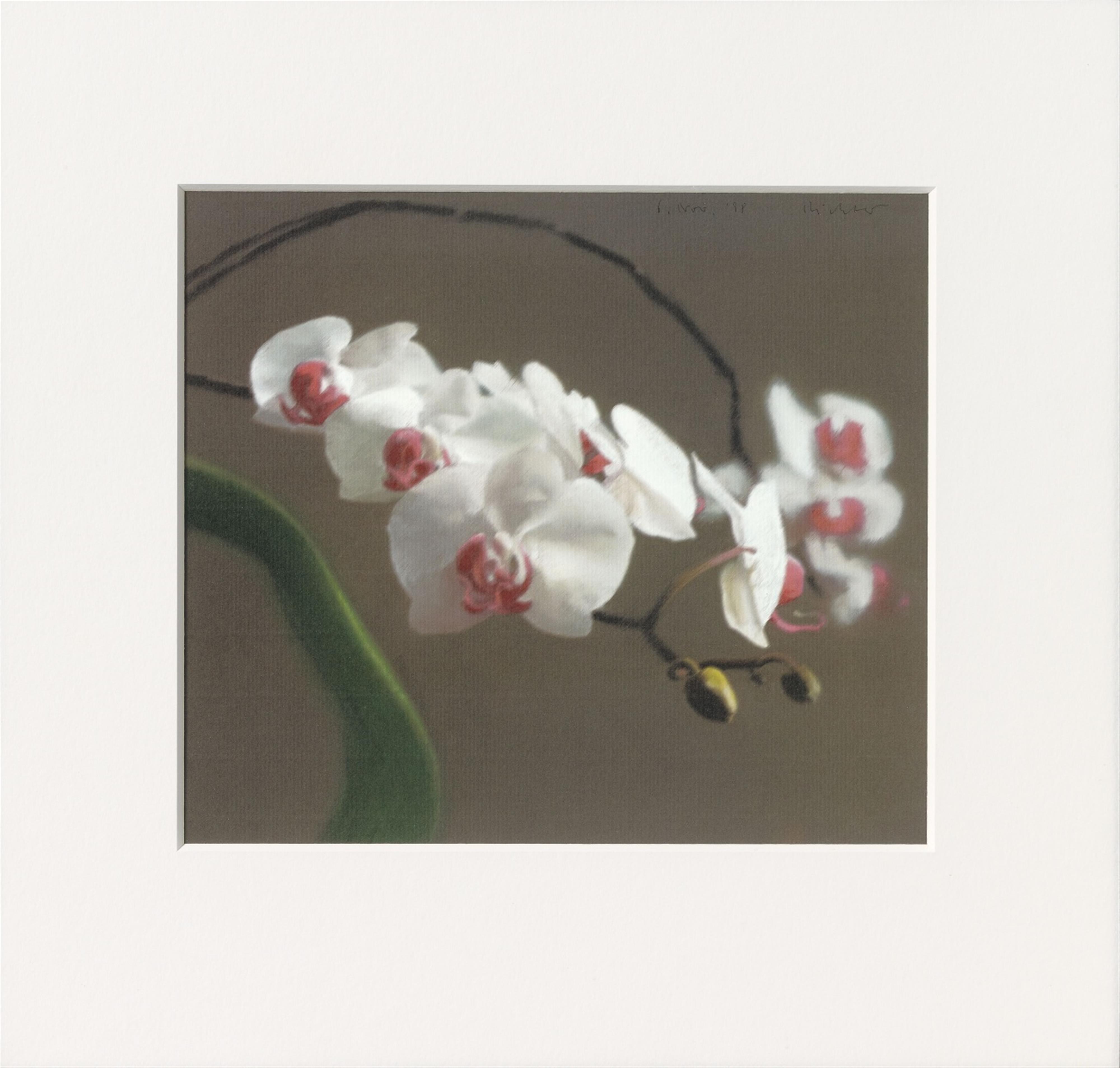 Gerhard Richter - Orchidee VI - image-1