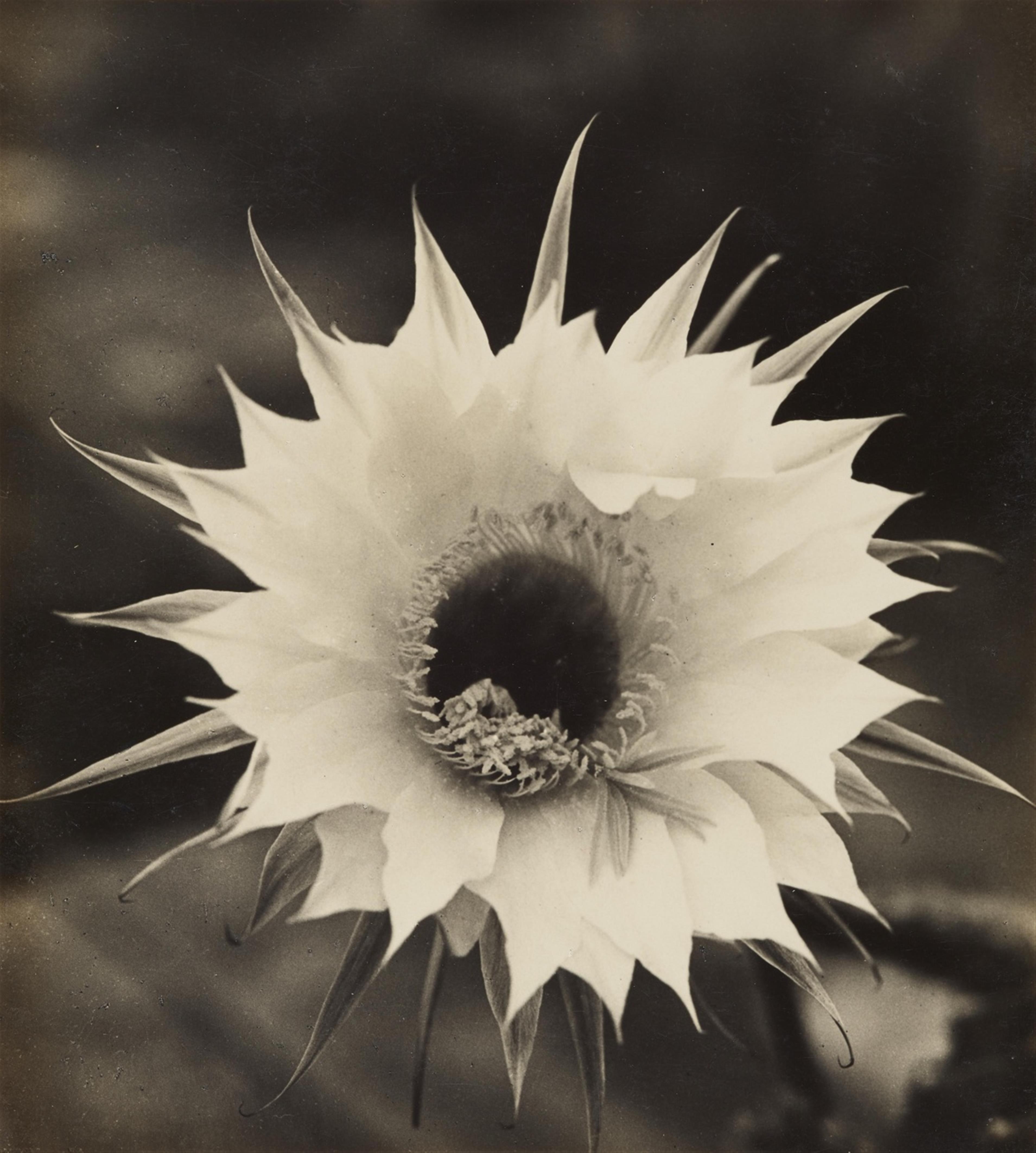 Albert Renger-Patzsch - Blüte einer Echinopsishybride - image-1