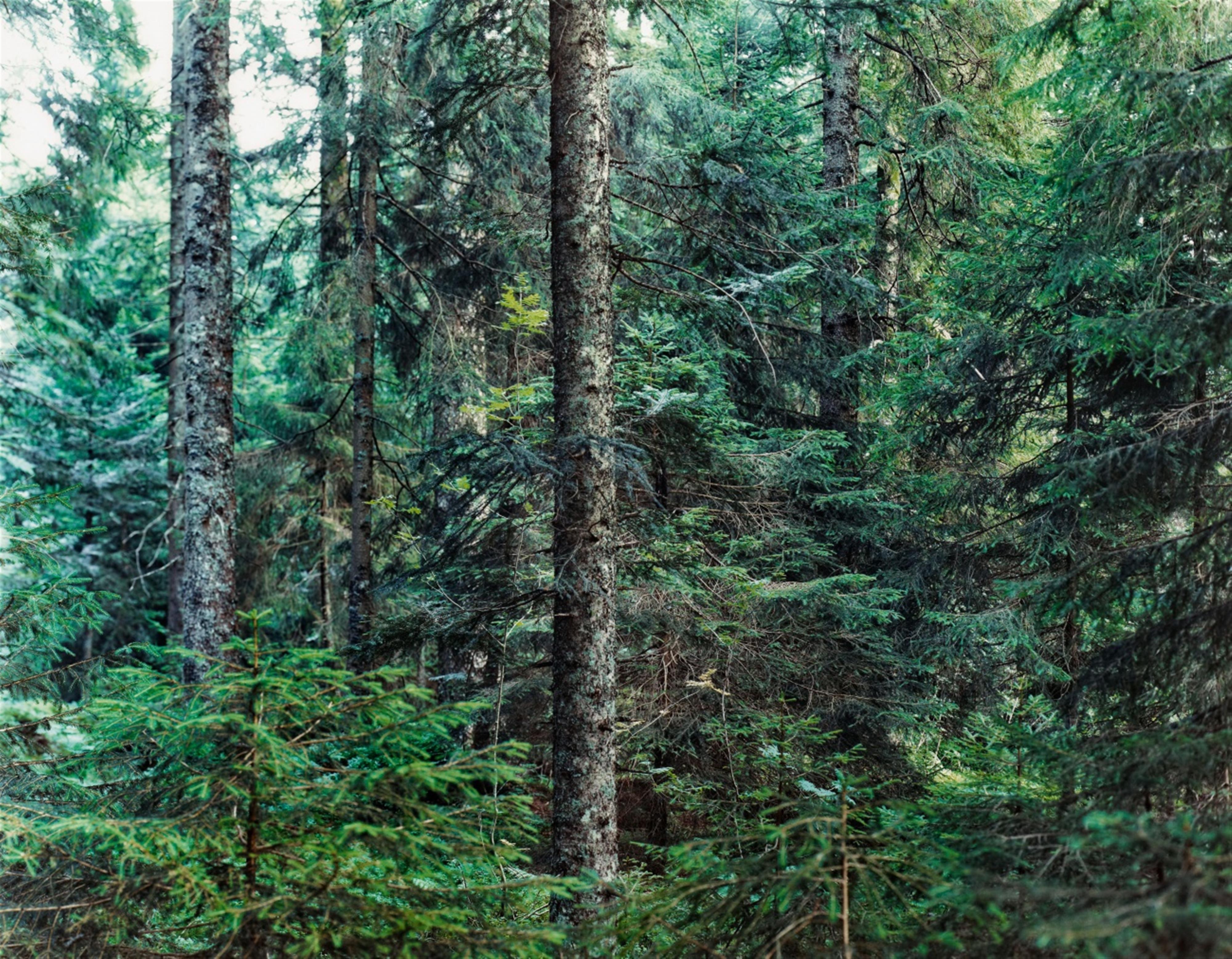 Thomas Struth - Paradise 20, Bayrischer Wald - image-1