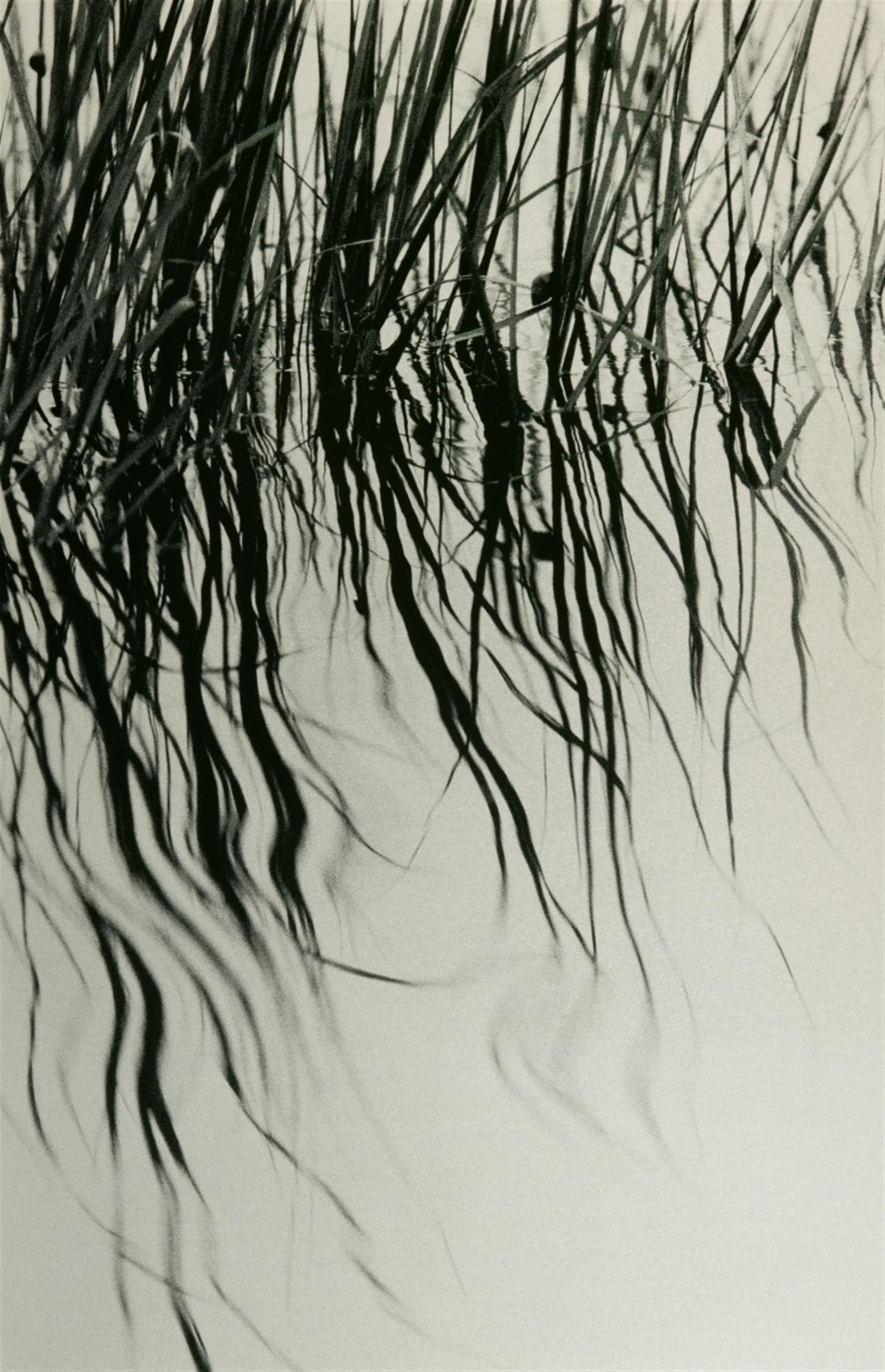 Ray Charles White - Reed Reflections - image-1
