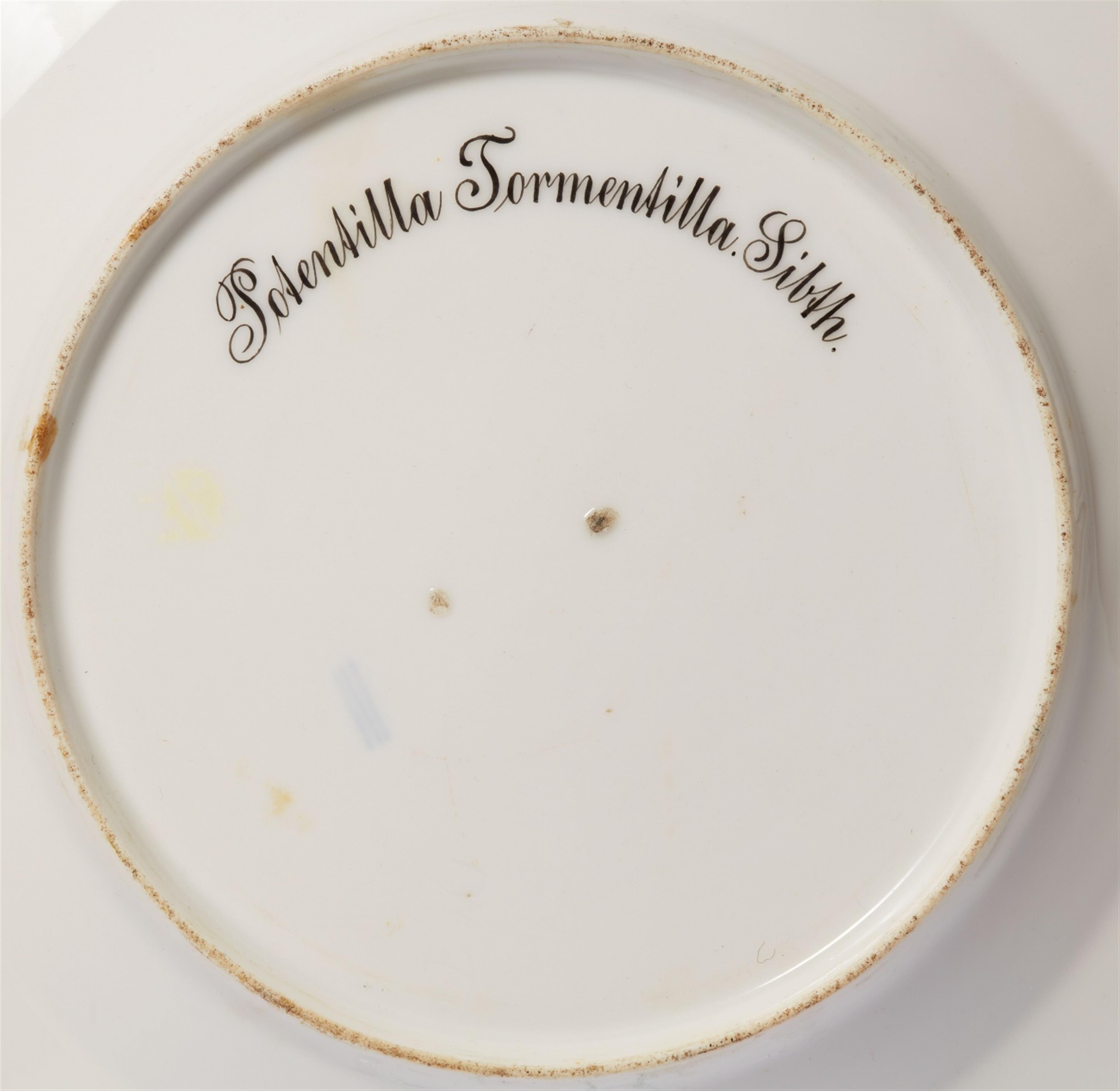 A Royal Copenhagen "Potentilla Tormentilla. Sibth." plate from the Flora Danica service - image-2