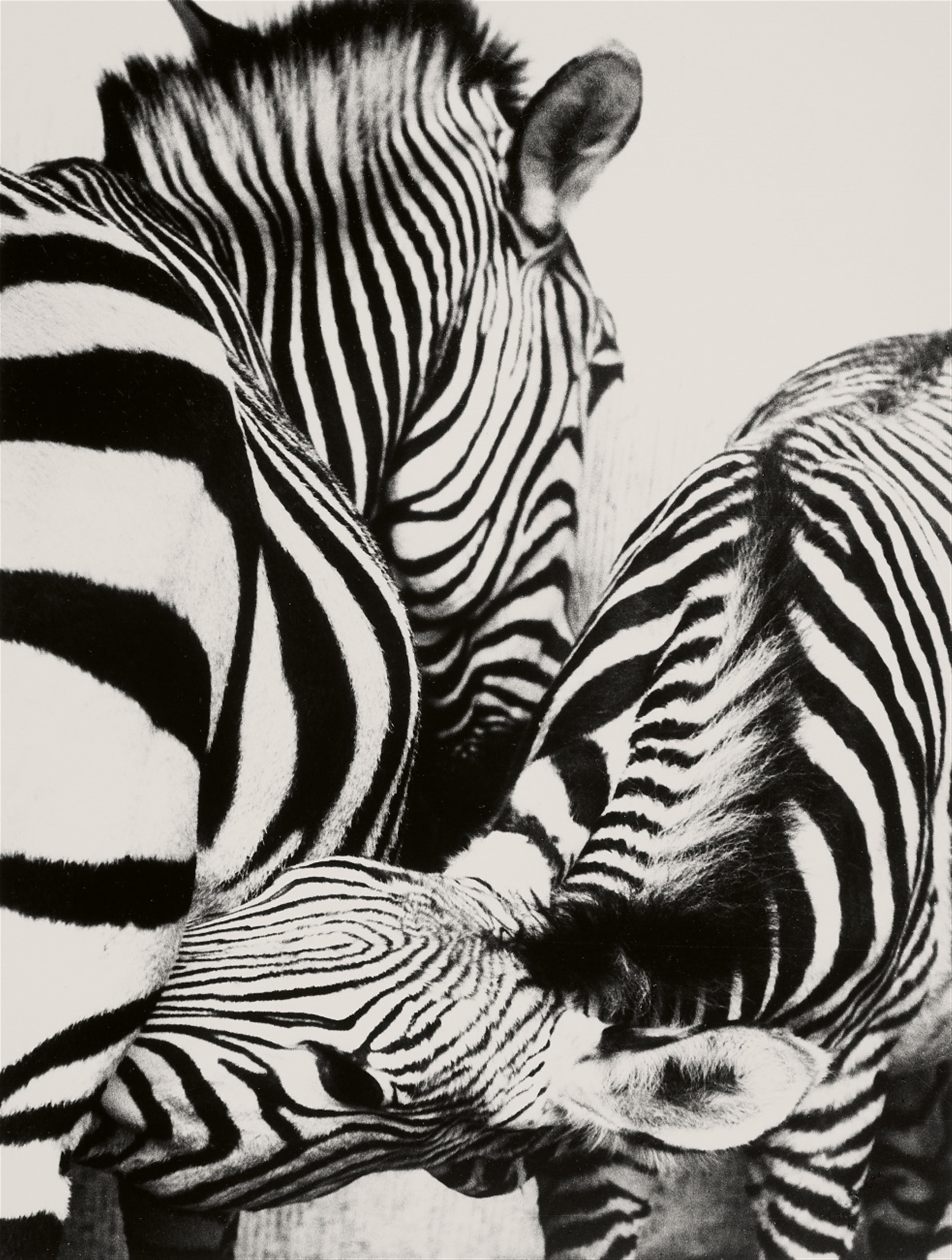 Peter Thomann - Säugendes Zebra, Zoo Berlin - image-1