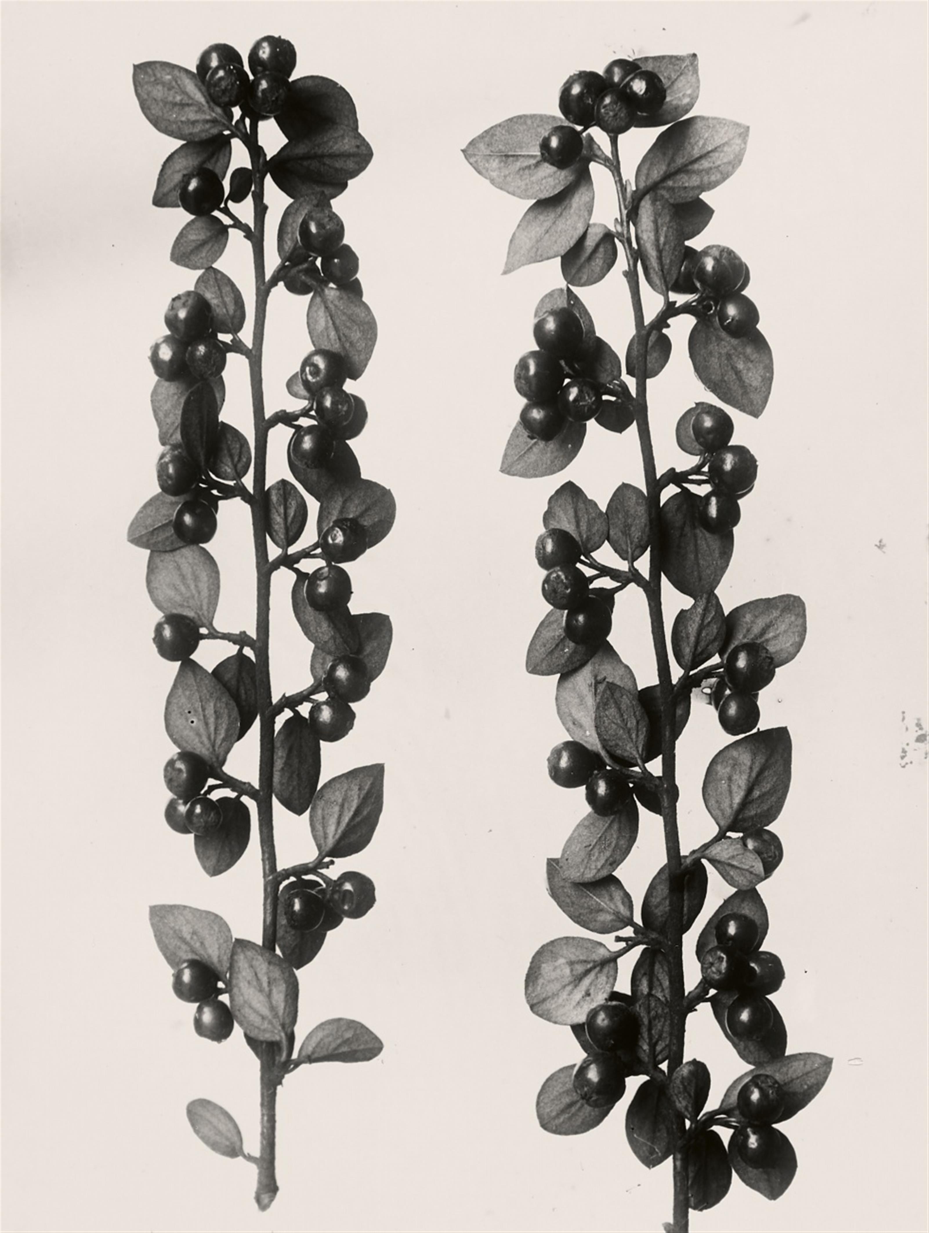 Karl Blossfeldt - Pflanzenformen. Pflanzenformen II - image-9