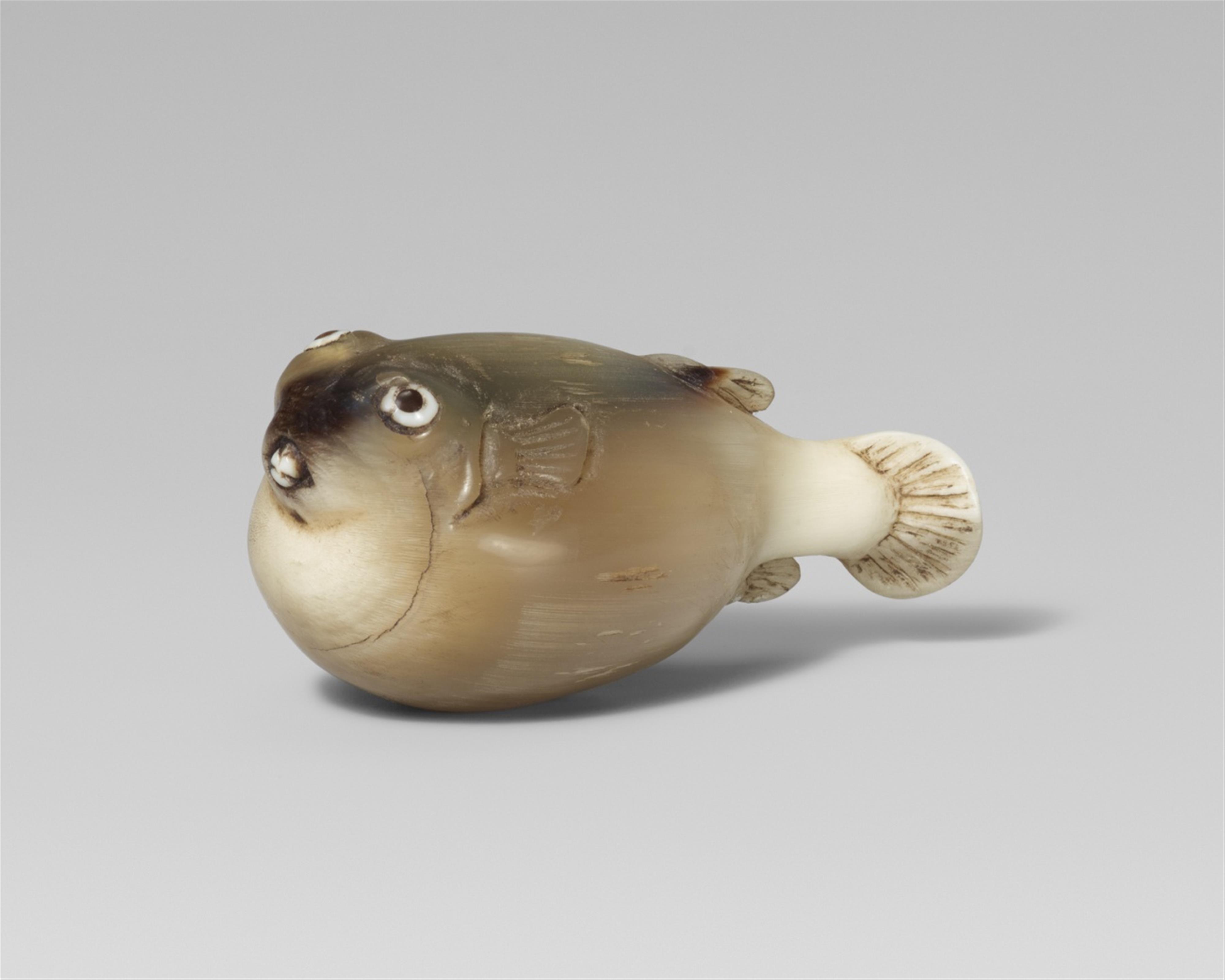 A rare and interesting horn netsuke of a blowfish. 19th century - image-1
