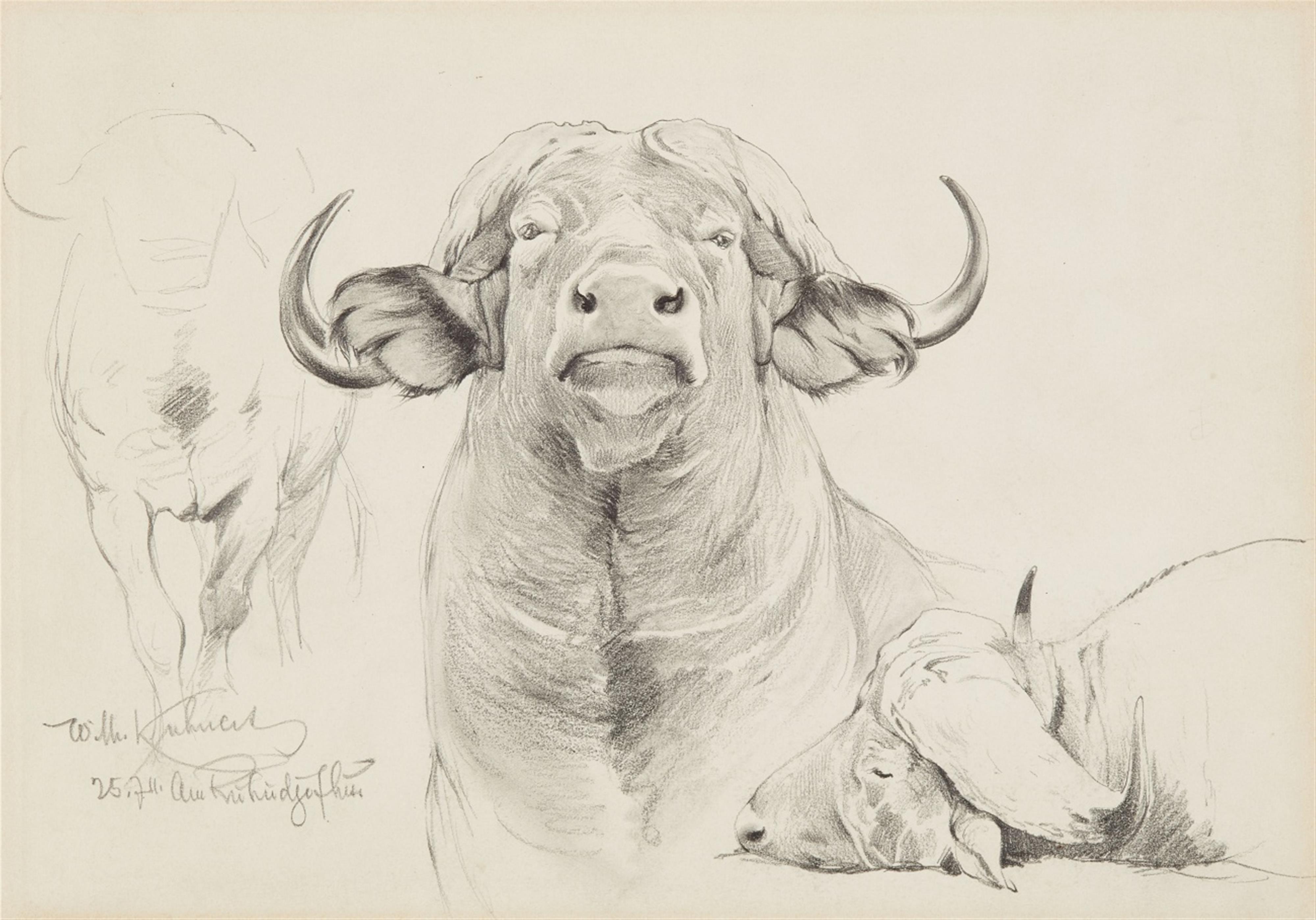 Two Studies of Bison Heads - image-1
