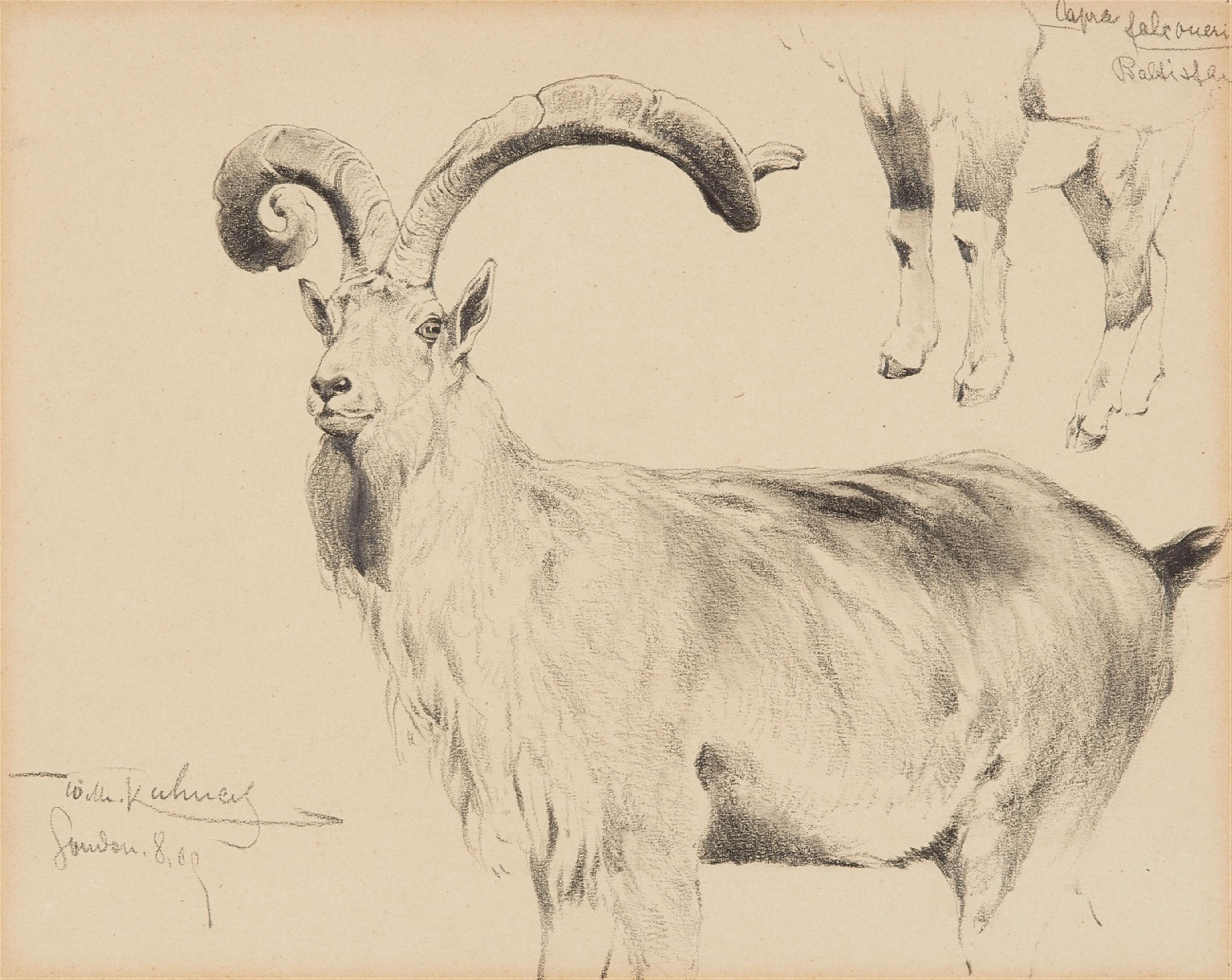 Study of a Bison Study of a Goat (Capra Falconeri) - image-2