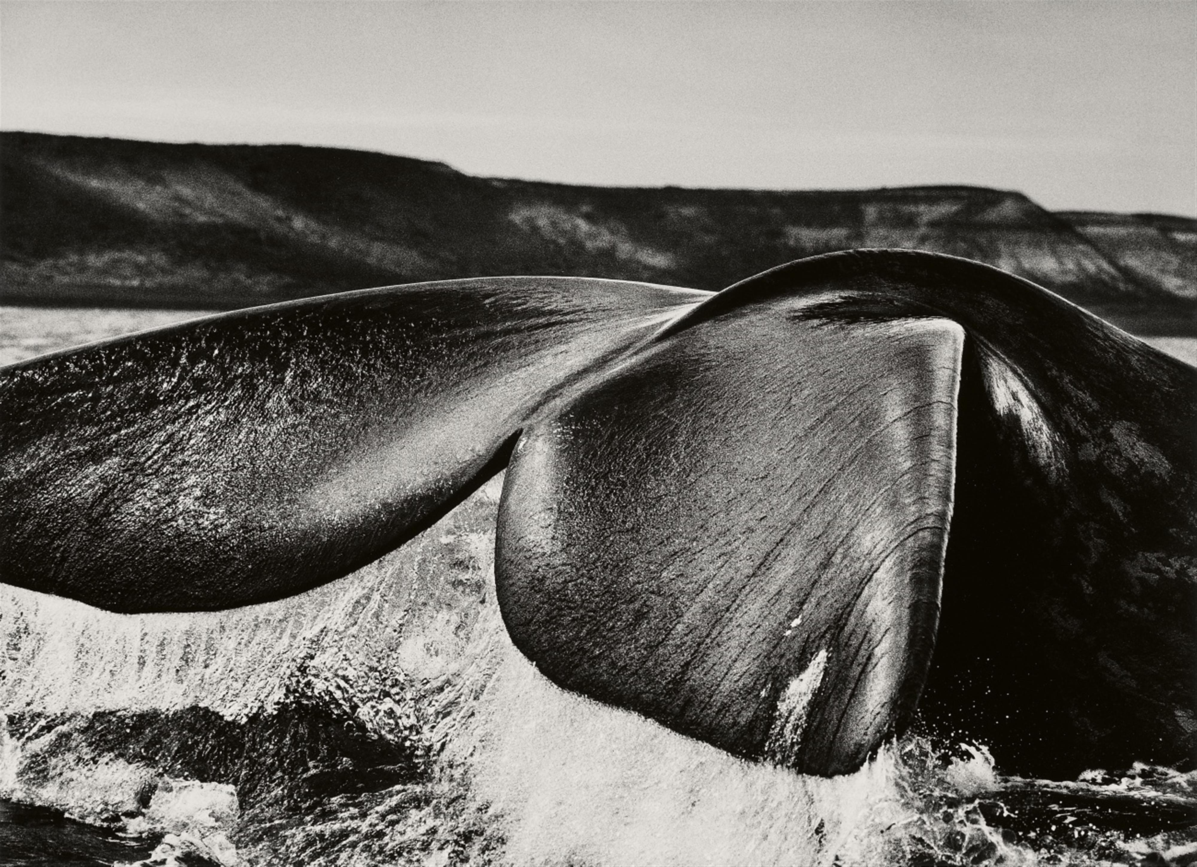 Sebastião Salgado - Southern Right Whale, Patagonia, Argentina - image-1