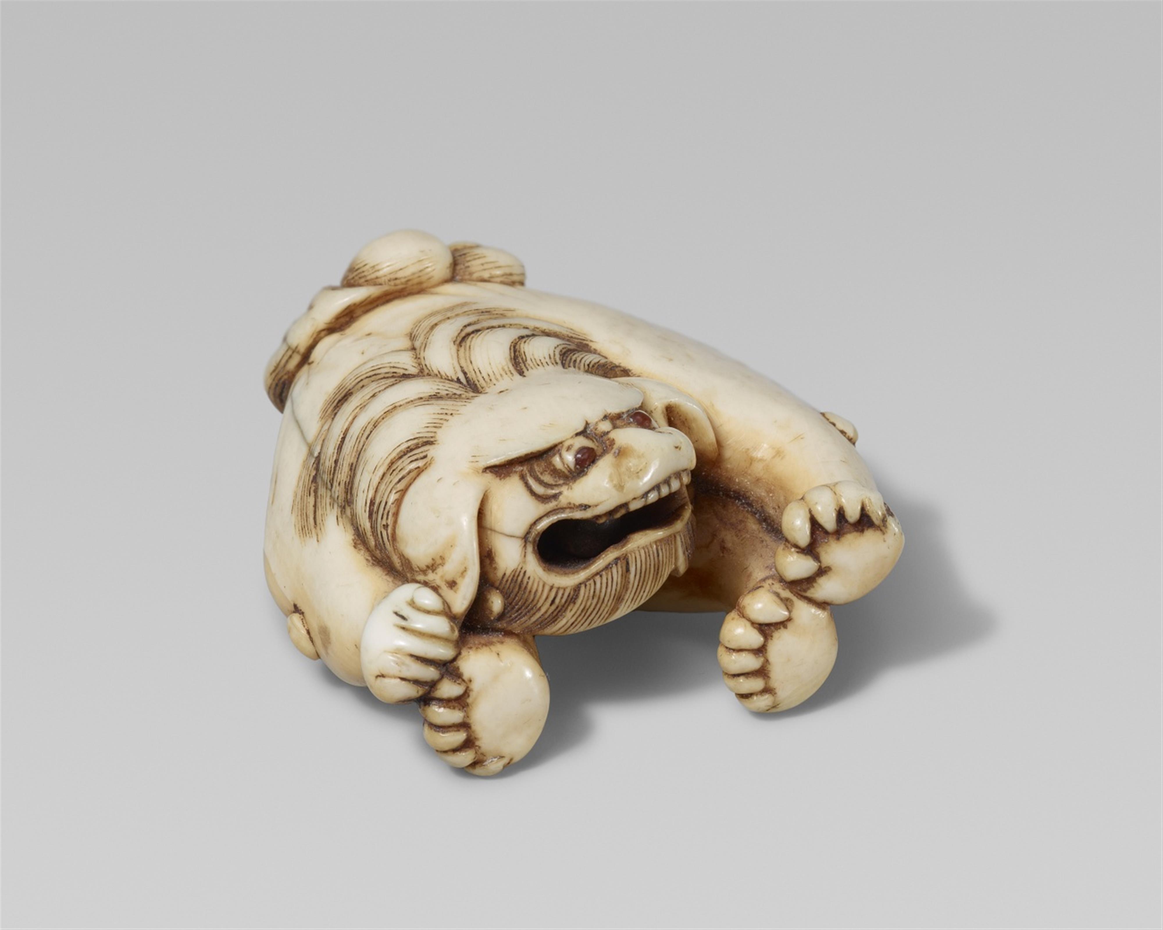 An unusual ivory netsuke of a shishi. Early 19th century - image-2