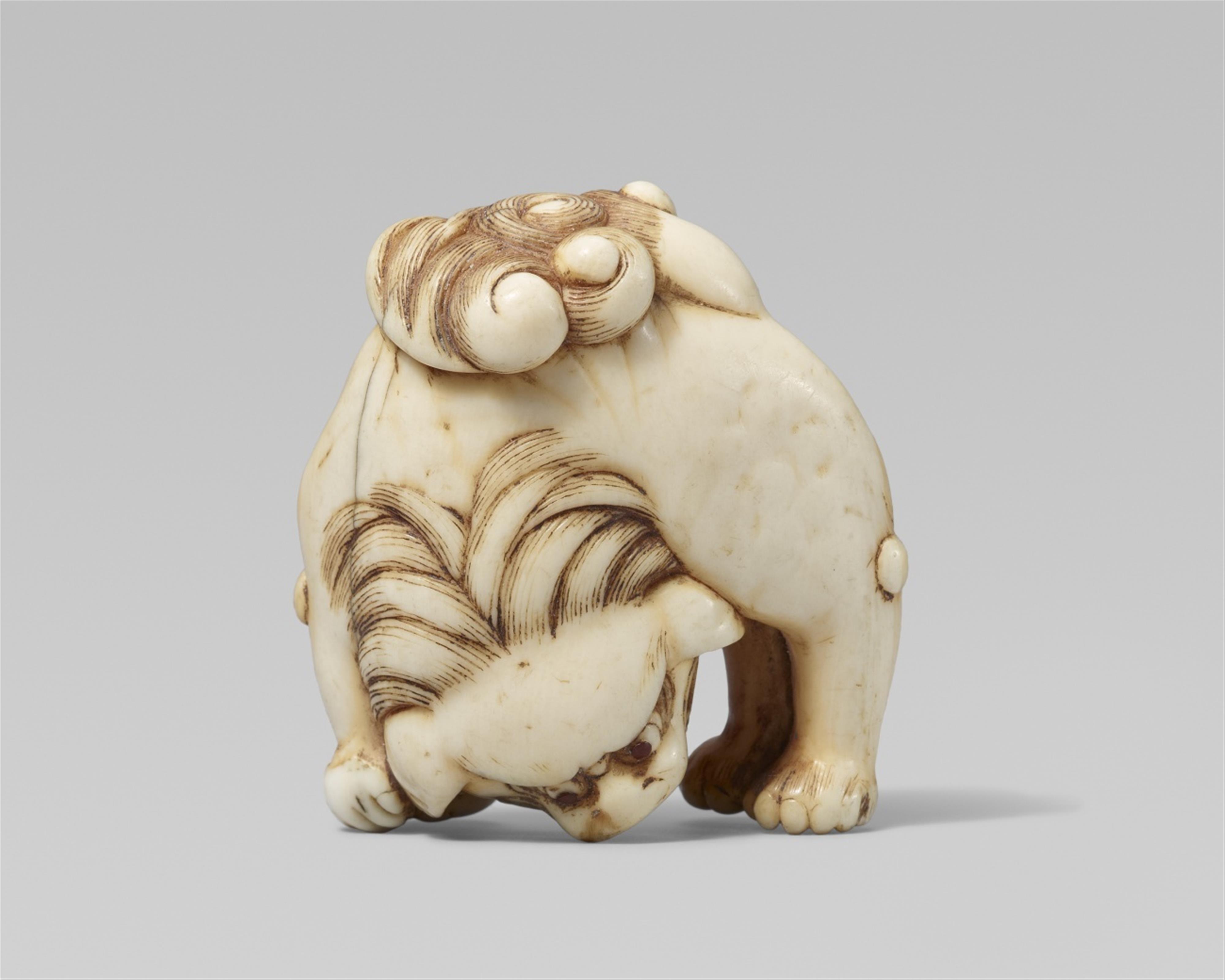 An unusual ivory netsuke of a shishi. Early 19th century - image-1