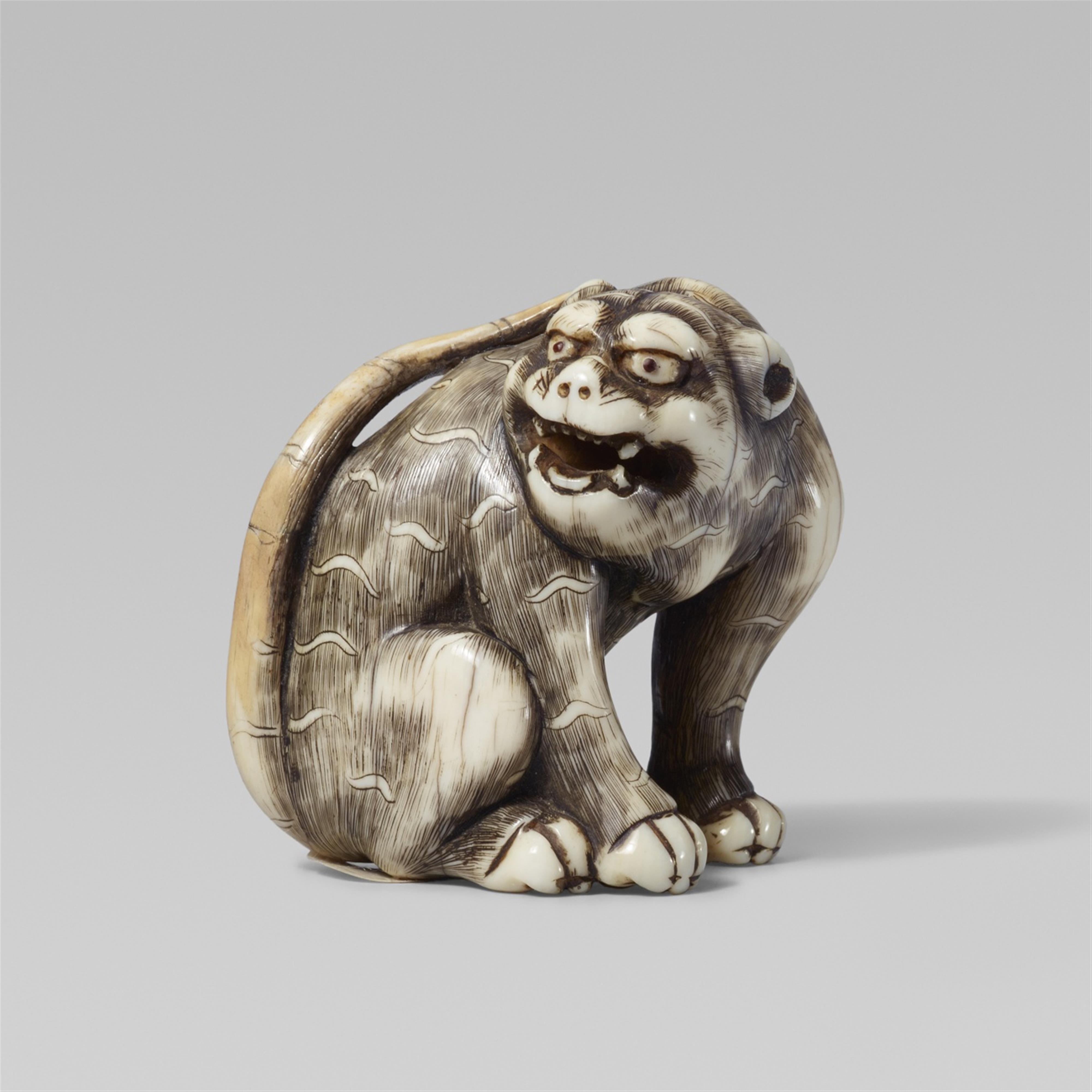 A good large ivory netsuke of a snarling tiger. Early 19th century - image-1