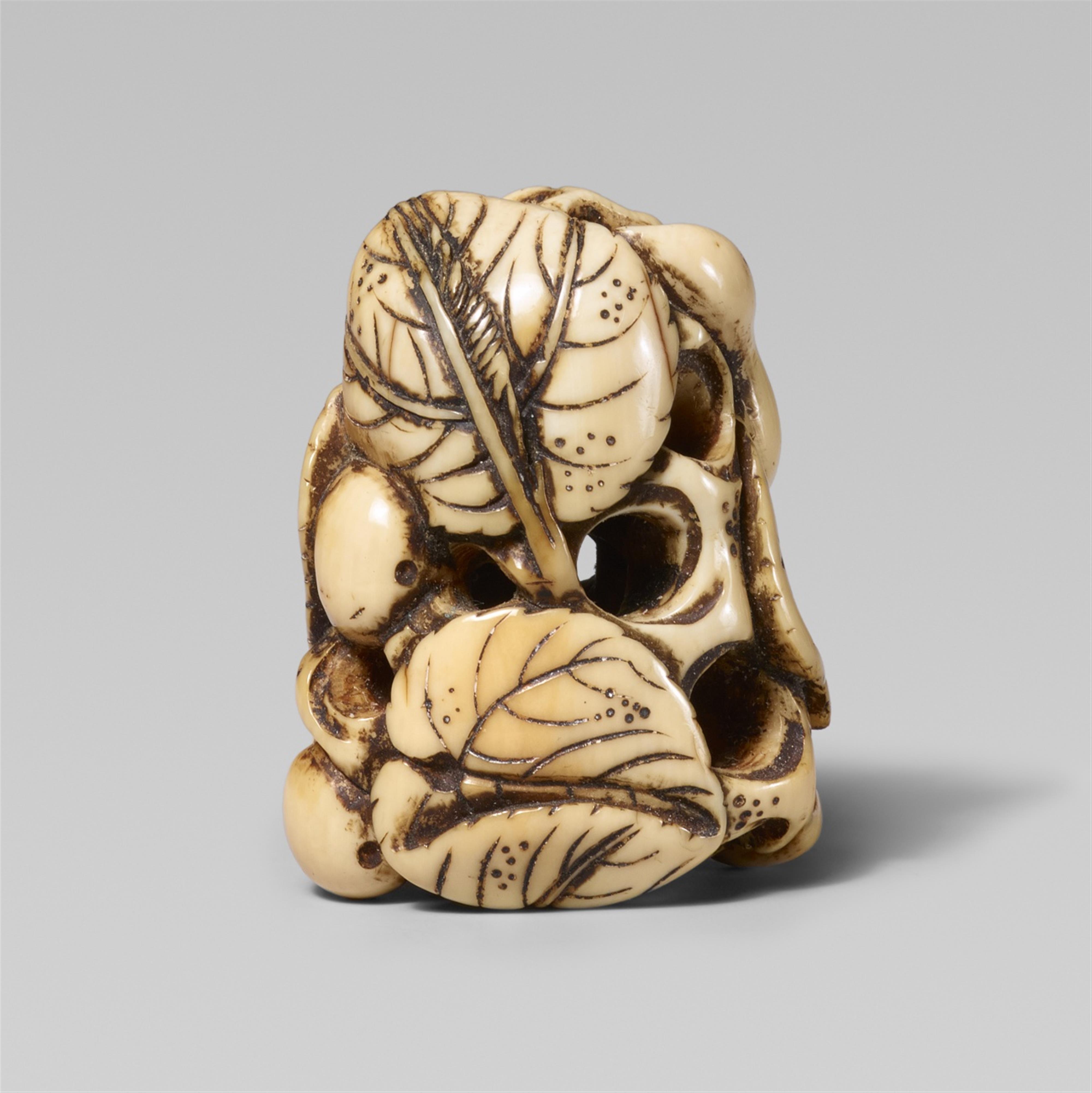 An ivory netsuke of a gourd vine. Early 19th century - image-1