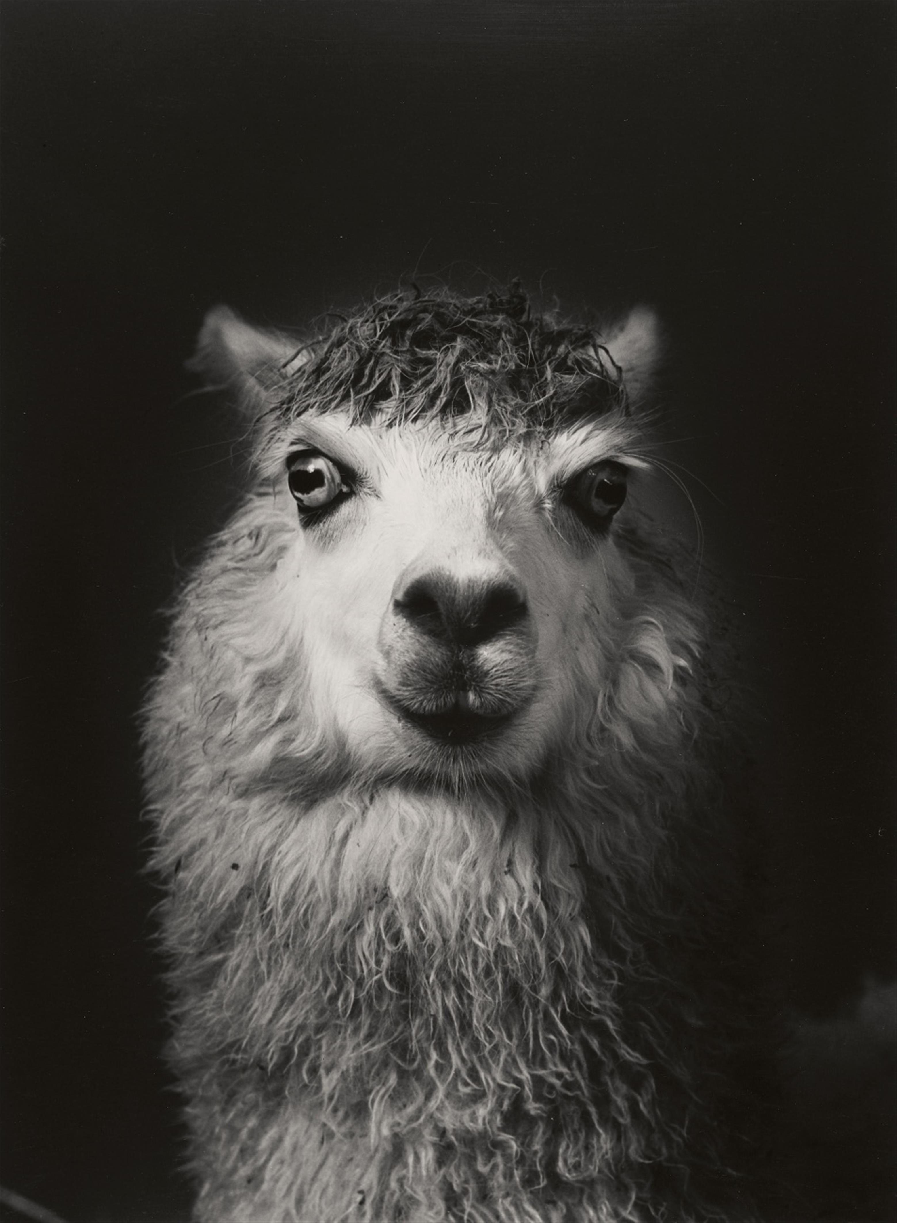 Walter Schels - Schaf. Esel. Ziege. Lama (from the series: Tierische Portraits) - image-2