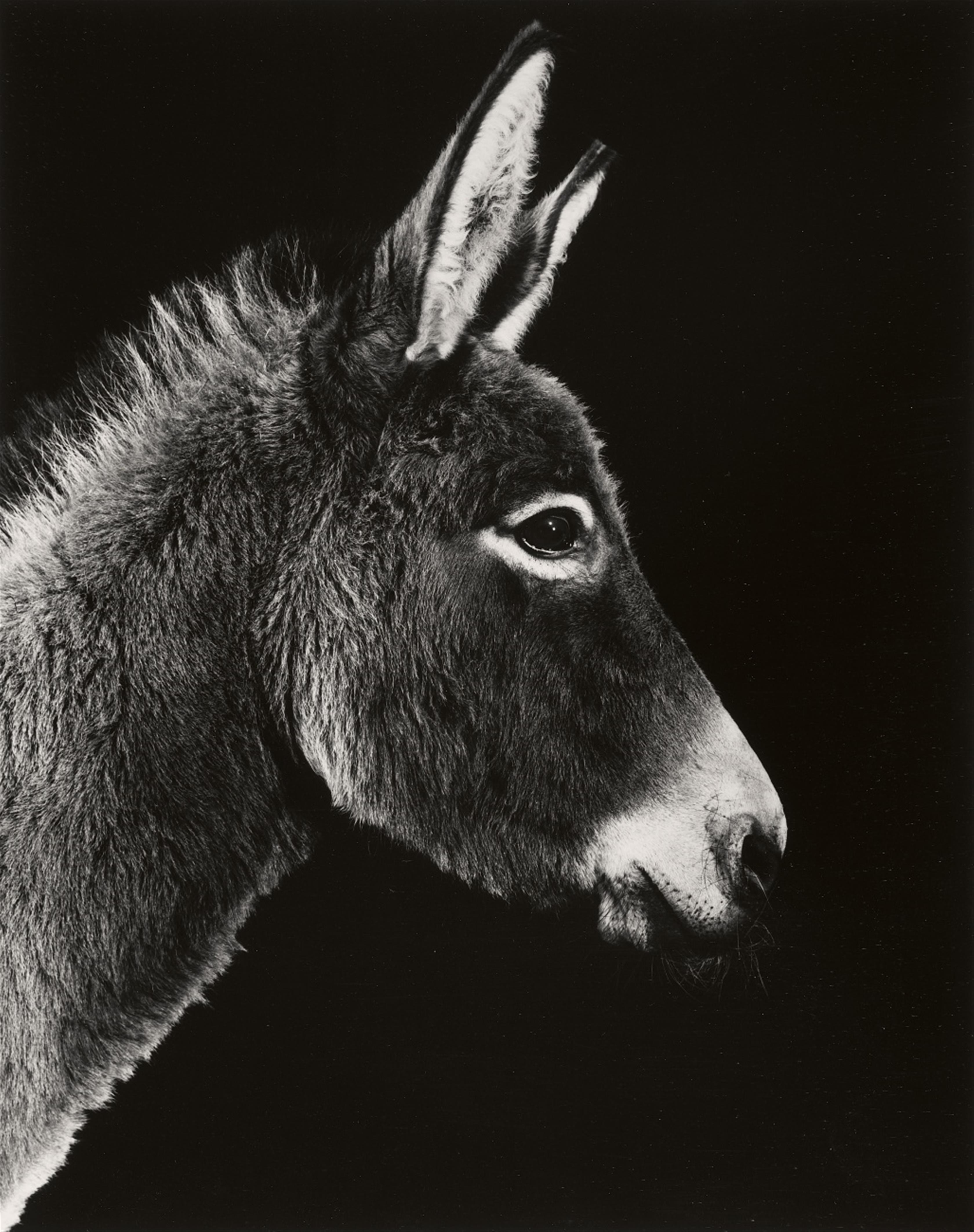 Walter Schels - Schaf. Esel. Ziege. Lama (from the series: Tierische Portraits) - image-3