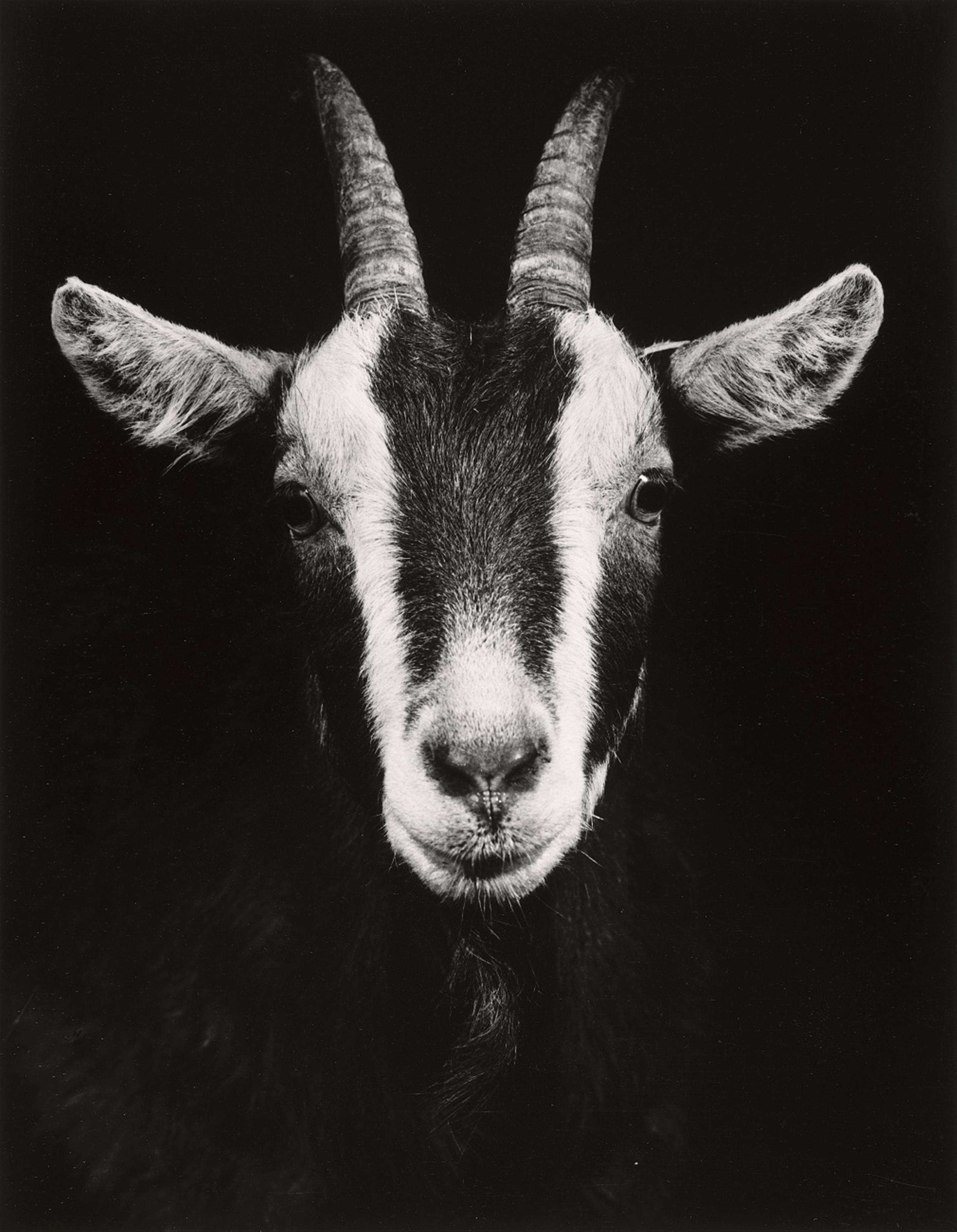 Walter Schels - Schaf. Esel. Ziege. Lama (from the series: Tierische Portraits) - image-4
