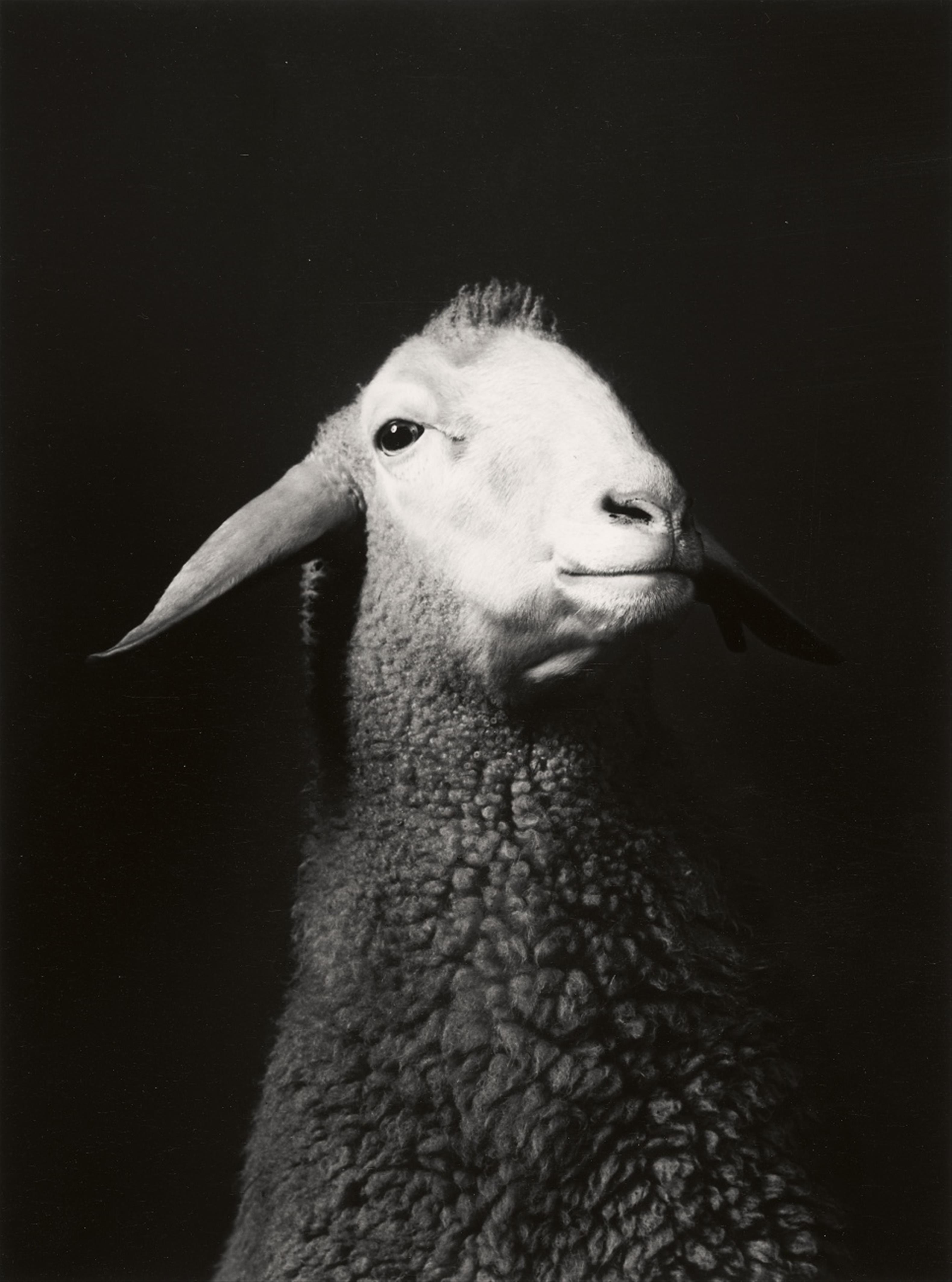 Walter Schels - Schaf. Esel. Ziege. Lama (from the series: Tierische Portraits) - image-1