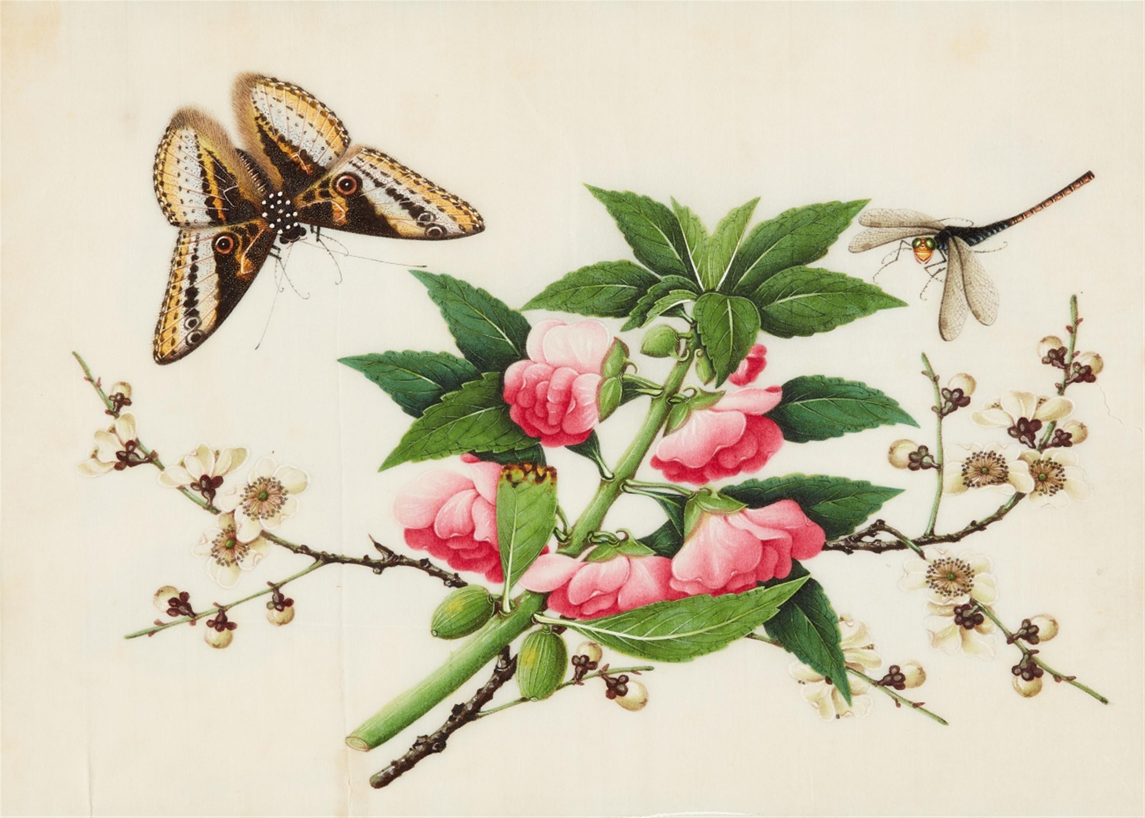Studio of Youqua . Canton. 19th century. - An album of twelve botanical paintings - image-3