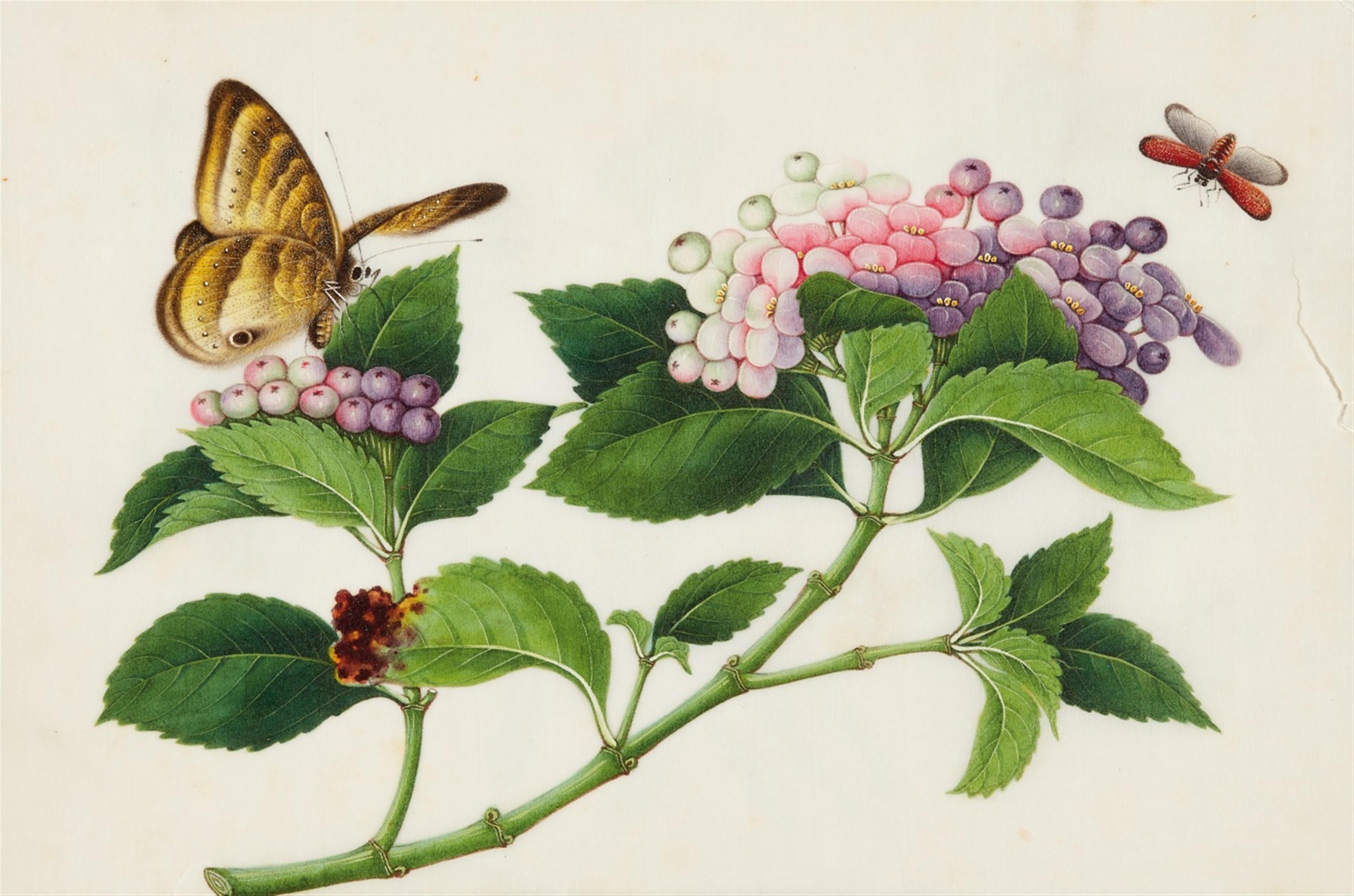 Studio of Youqua . Canton. 19th century. - An album of twelve botanical paintings - image-4