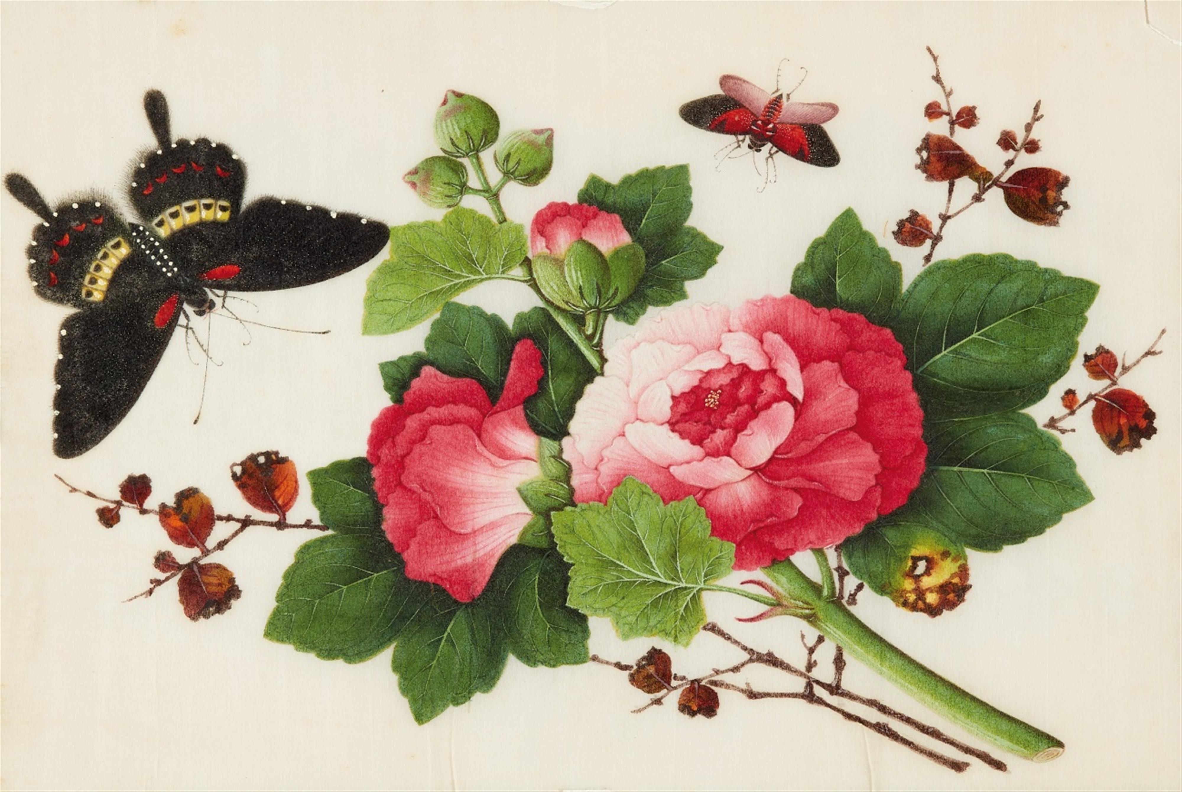 Studio of Youqua . Canton. 19th century. - An album of twelve botanical paintings - image-1