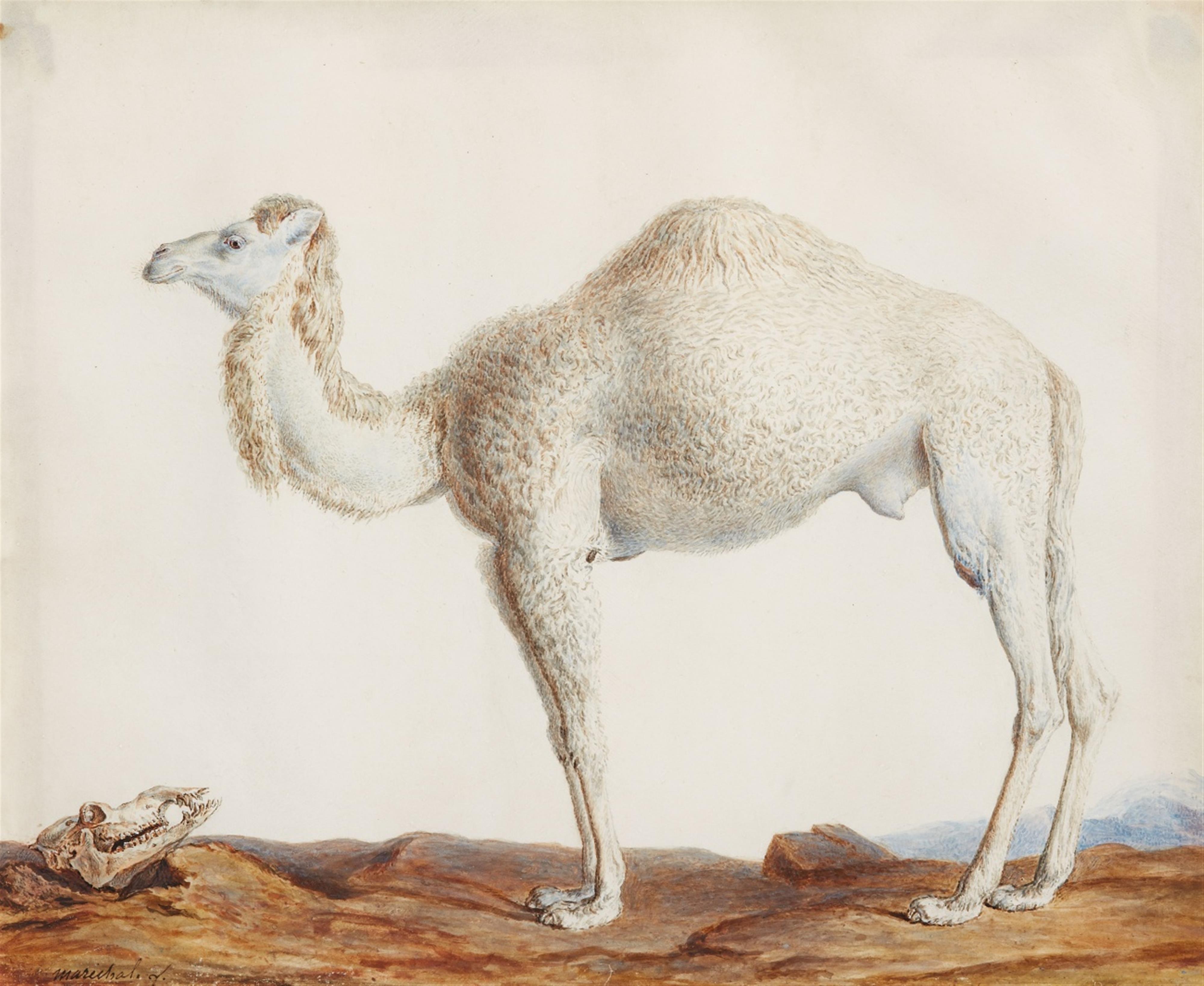 Nicolas Maréchal - Camelus Dromedarius - Das Dromedar - image-1