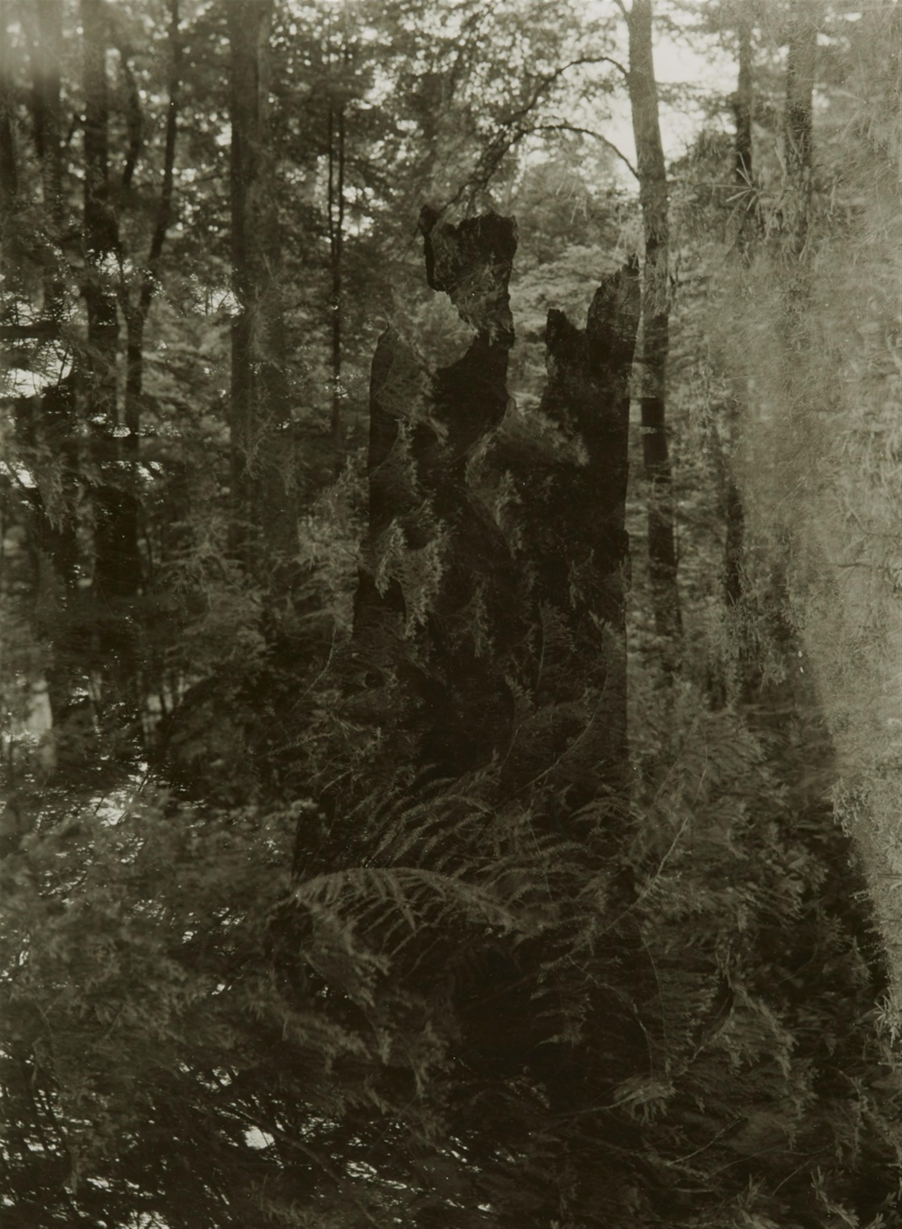 Josef Sudek - Spaziergang im Wald von Mionsi (aus der Serie: Verschwundene Statuen) - image-1