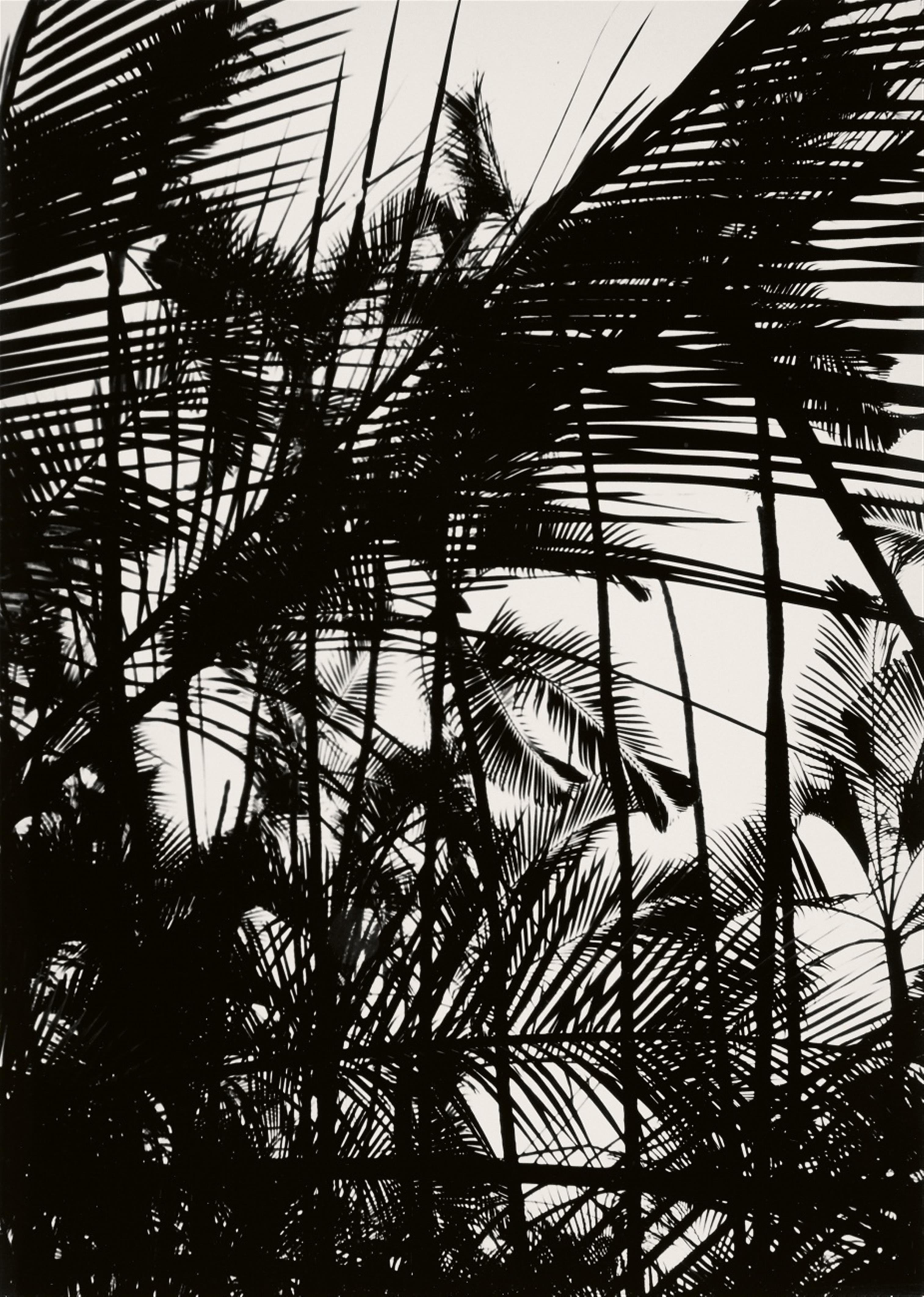 Lucien Clergue - Le Jardin de Rio - image-1