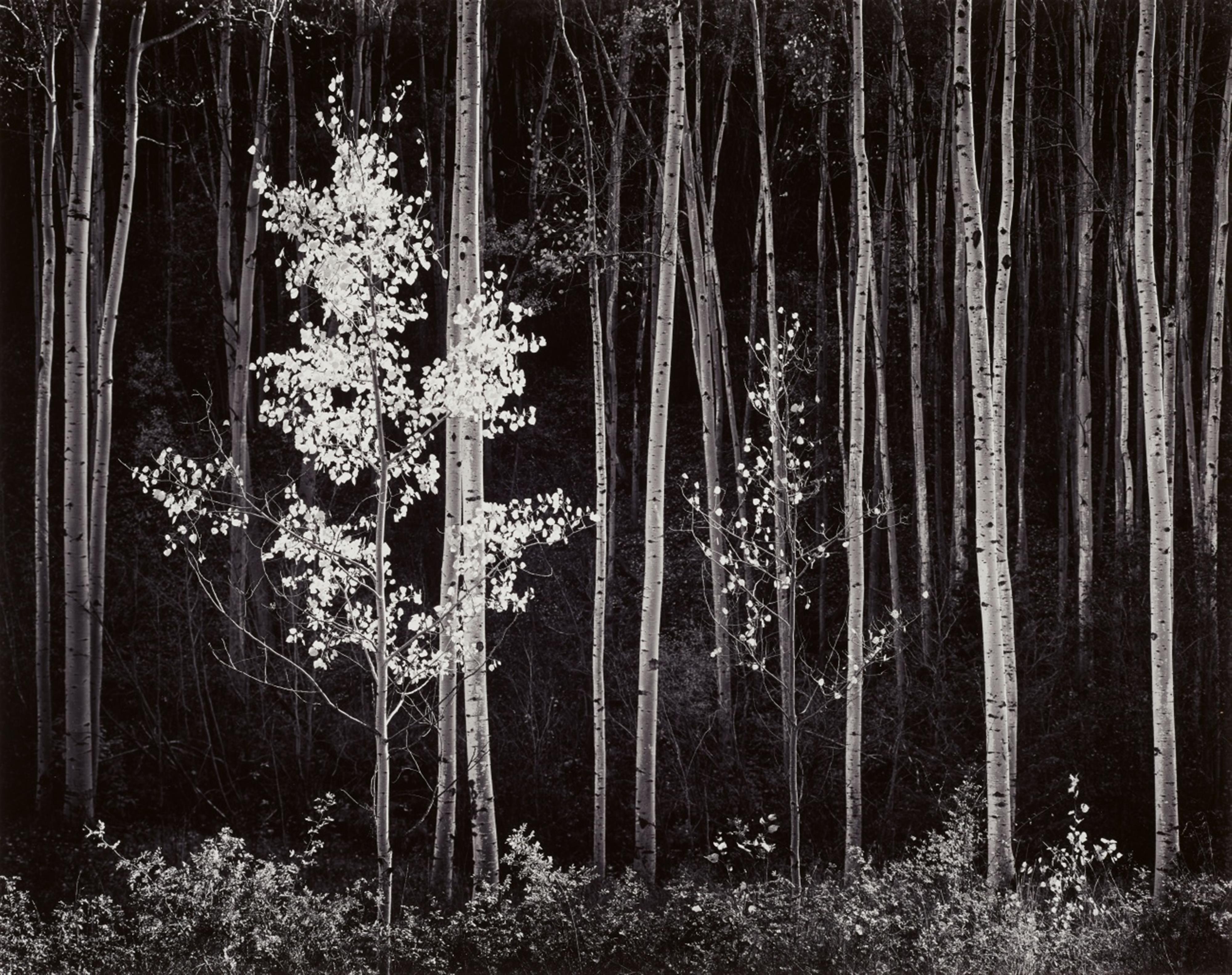 Ansel Adams - Aspens, Northern New Mexico - image-1